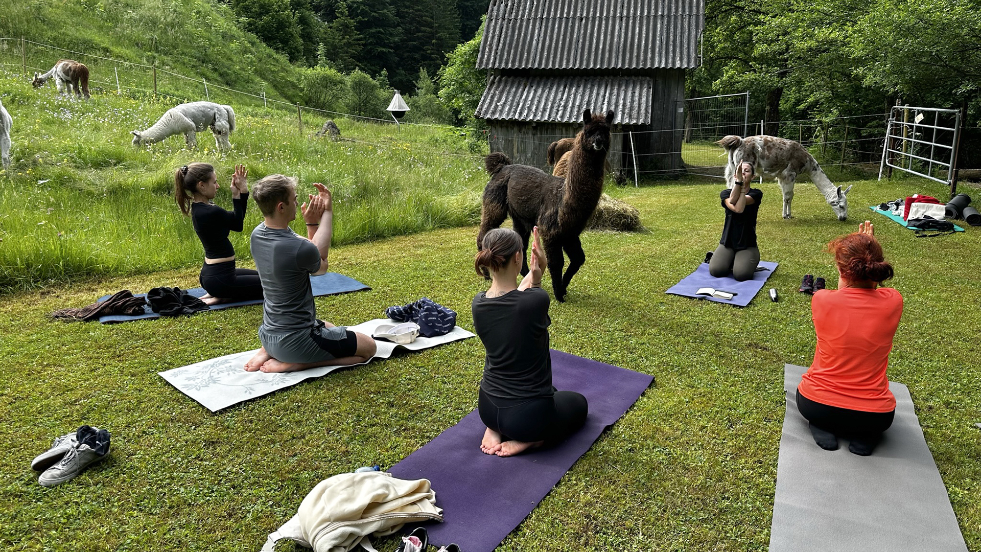 Lama Wanderung mit Yoga und Brunch in Molln