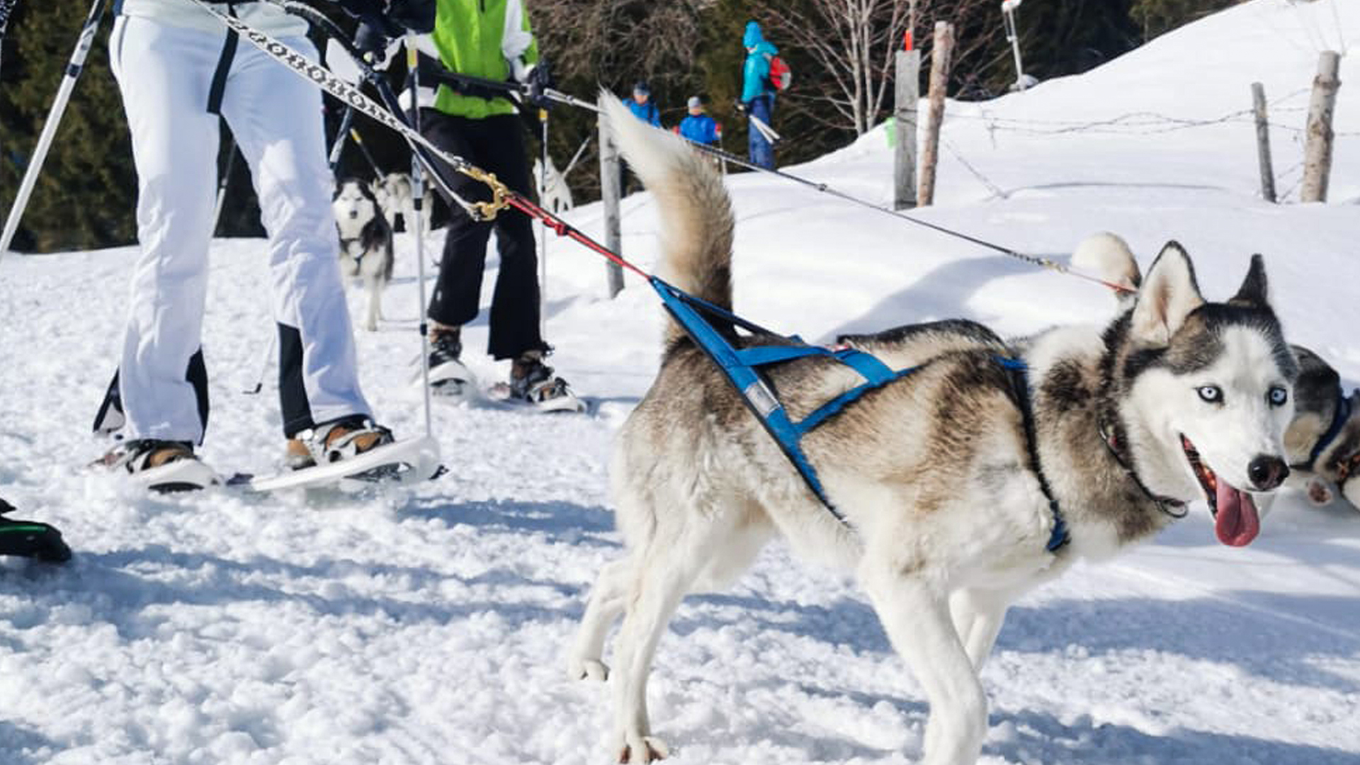 Husky Schneeschuhtrekking Hohentauern für 2