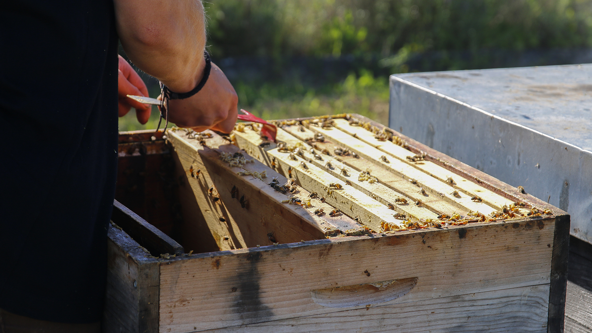 Bienenseminar mit Verkostung Bühl