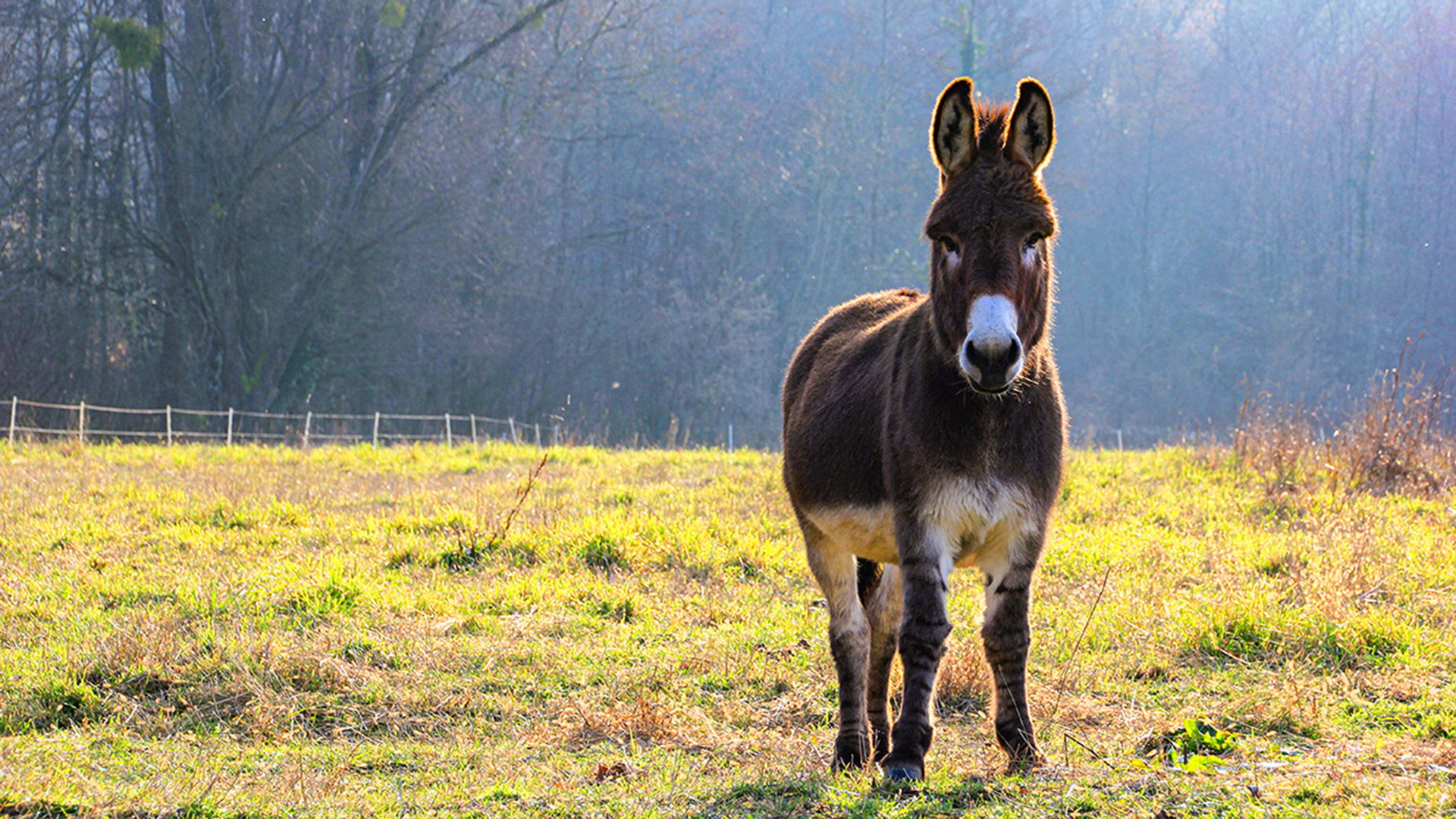 Eselwanderung Fichtenau – Eselwanderung: Natur hautnah erleben!