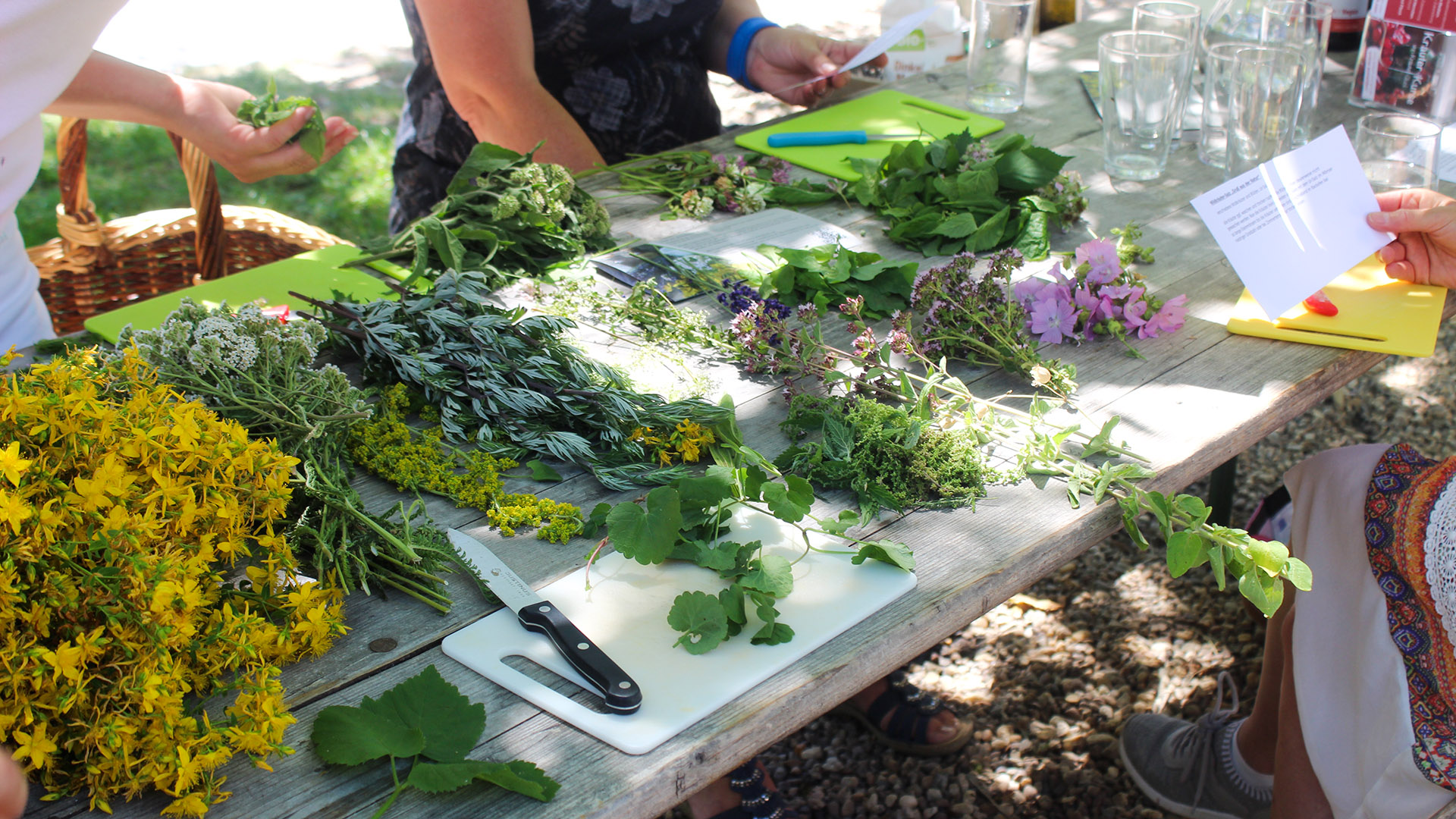 Wildkräuter Kurs Jüchen