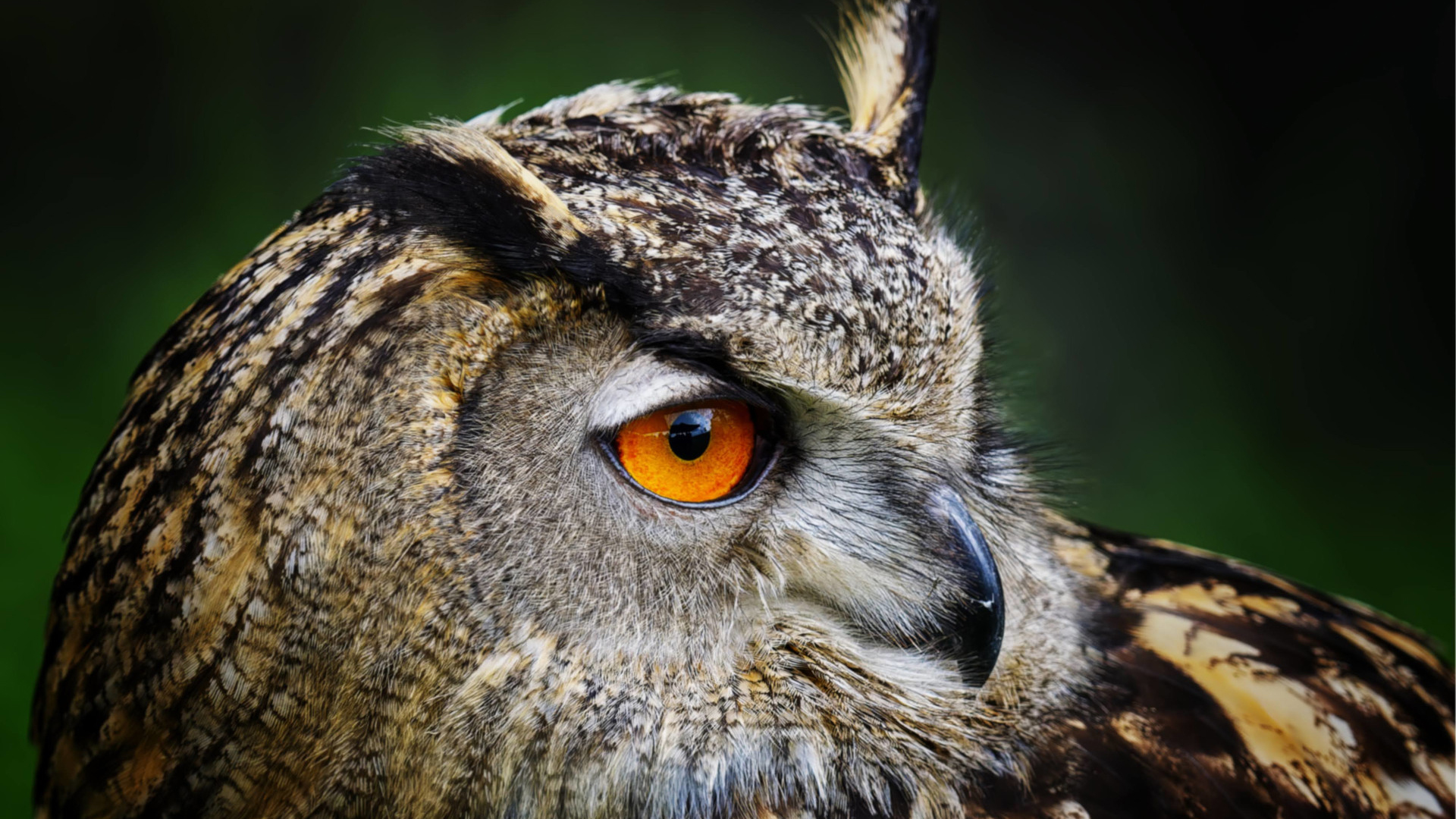 Greifvogelwanderung Voerde - Mit Adlern wandern – Wildnis hautnah erleben in Voerde (Niederrhein) Greifvogelwanderung Voerde - Mit Adlern wandern – Wildnis hautnah erleben in Voerde (Niederrhein)