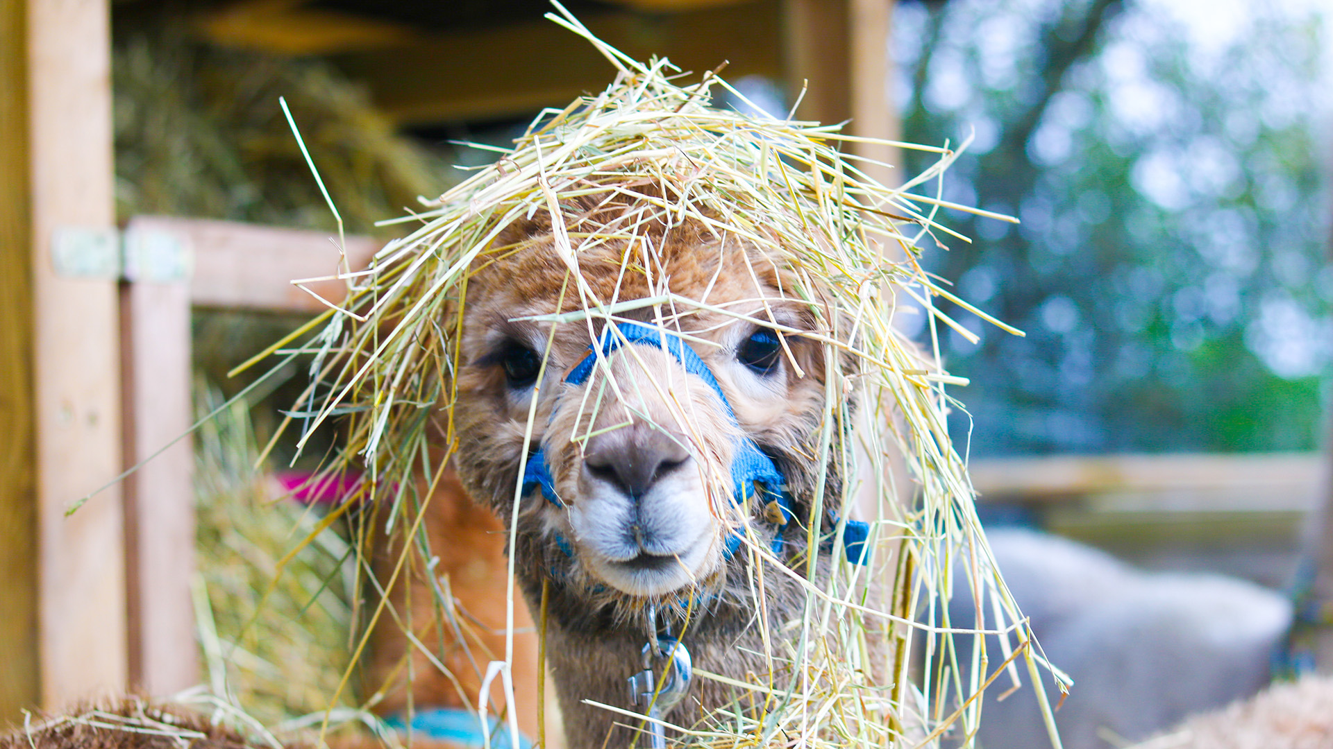 Alpaka Wanderung Walsrode