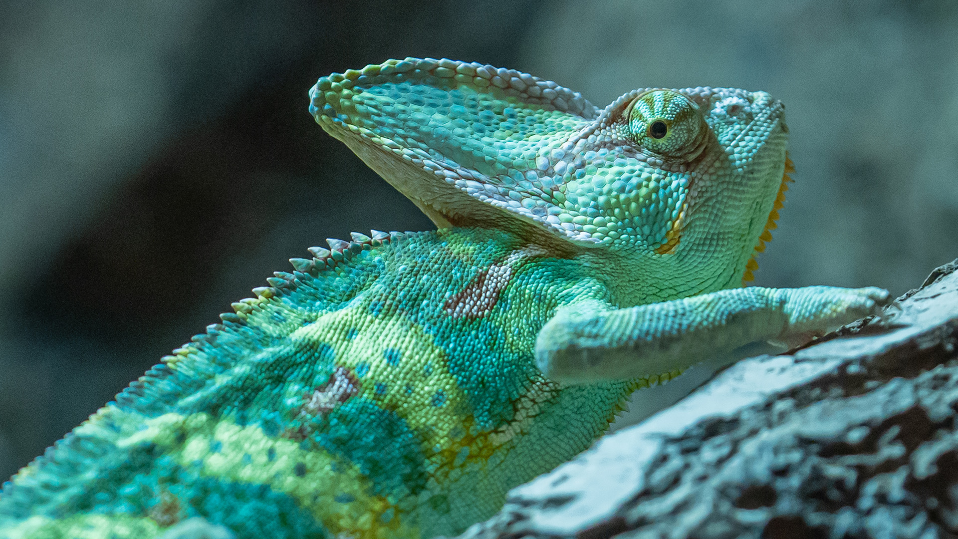 Tierpfleger Landau (Reptilien) – Reptilien hautnah: Dein Pflegetag im Zoo Landau in Landau / Pfalz Tierpfleger Landau (Reptilien) – Reptilien hautnah: Dein Pflegetag im Zoo Landau in Landau / Pfalz