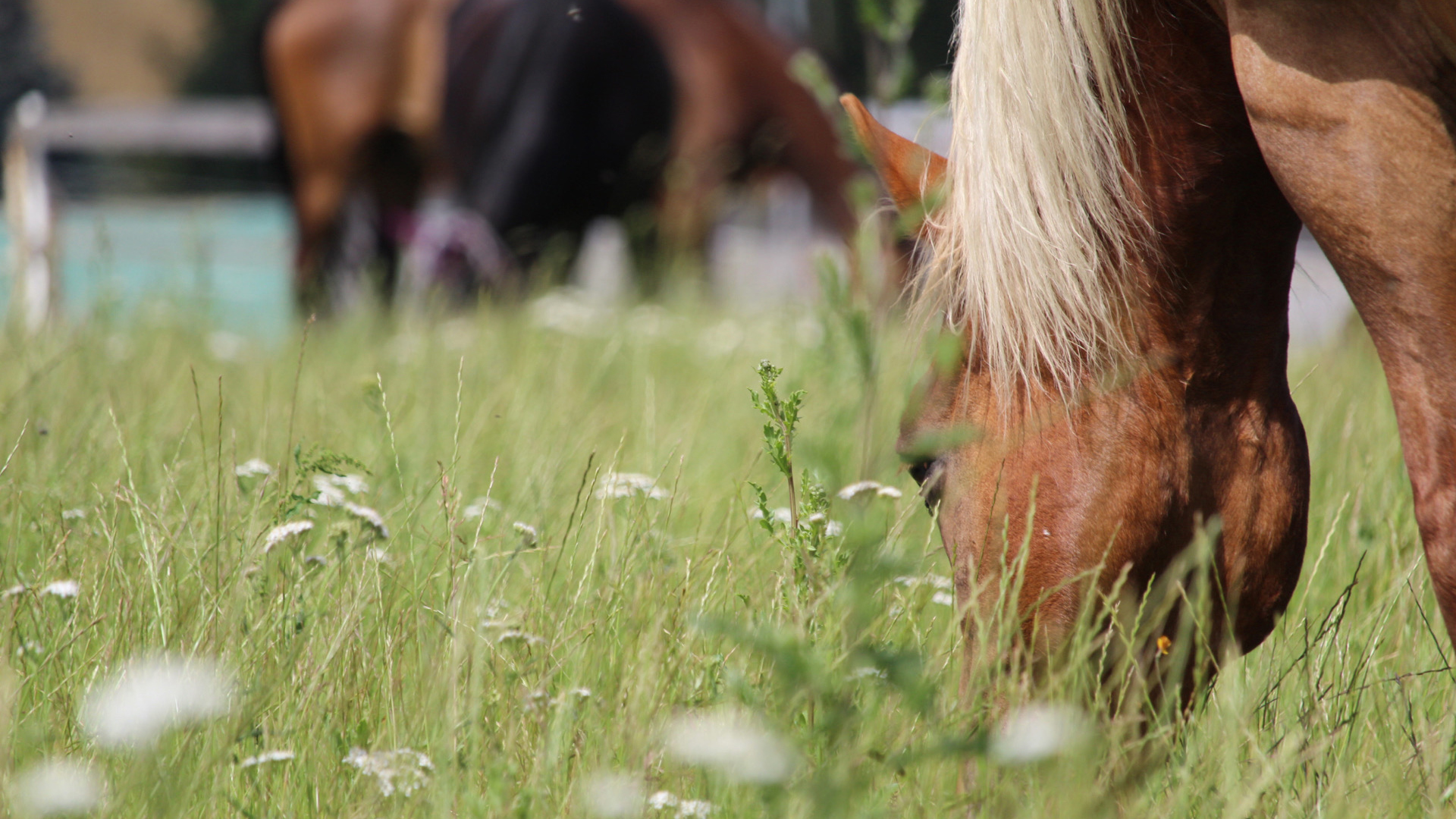 Spaziergang mit Pferden Grumbach