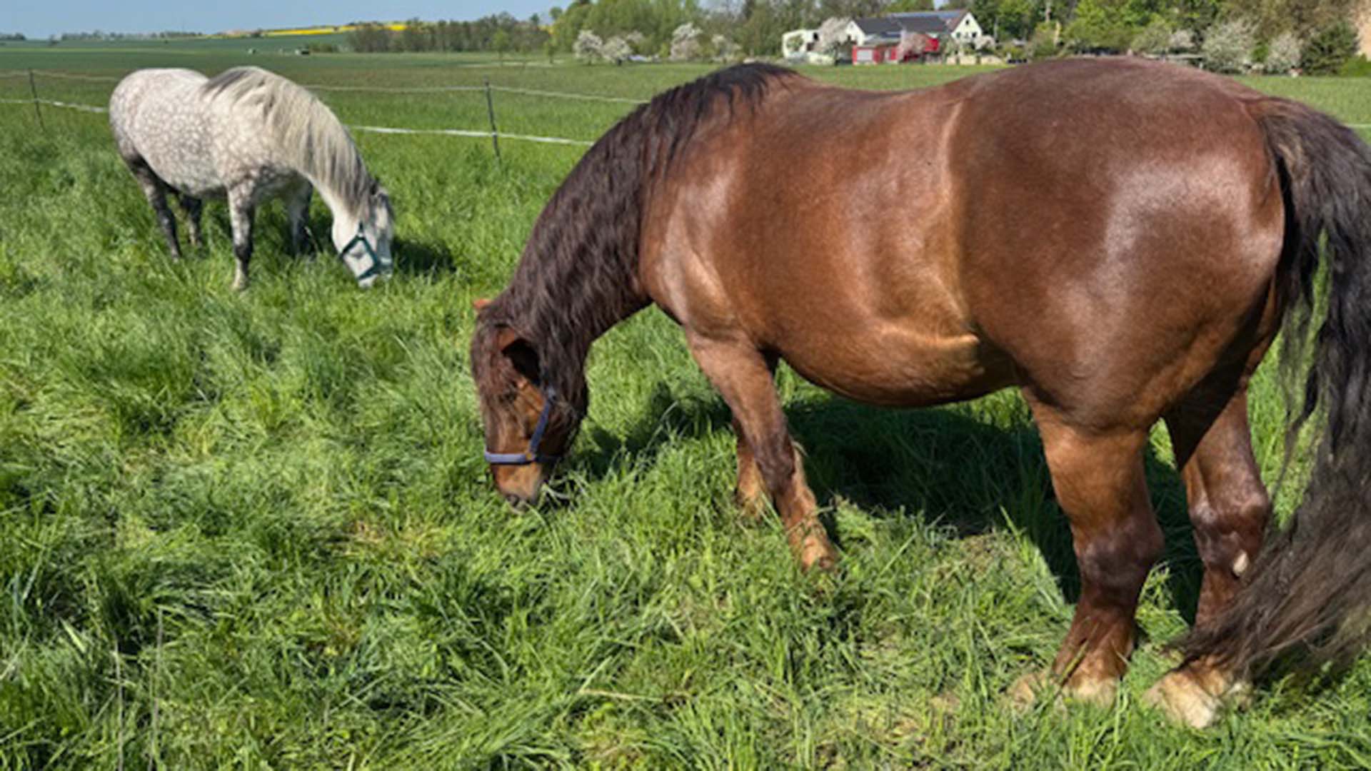 Spaziergang mit Pferden Grumbach Spaziergang mit Pferden Grumbach