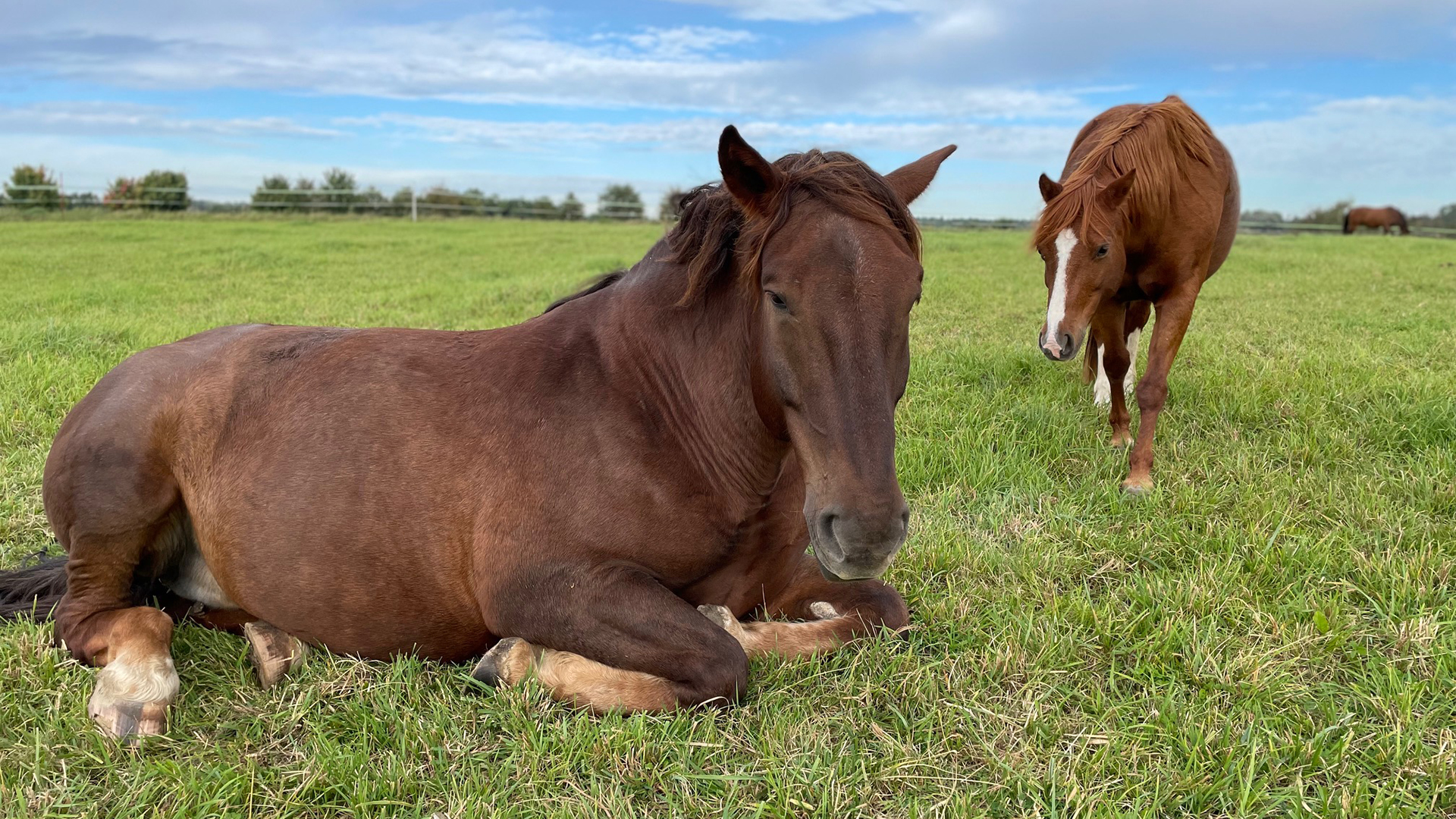 Reitkurse Reiturlaub Pferdemessen und Reitturniere