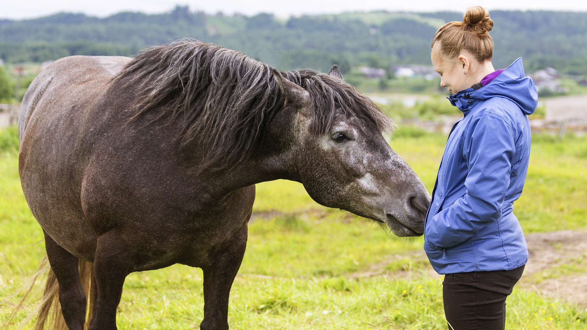 Reitkurse Reiturlaub Pferdemessen und Reitturniere