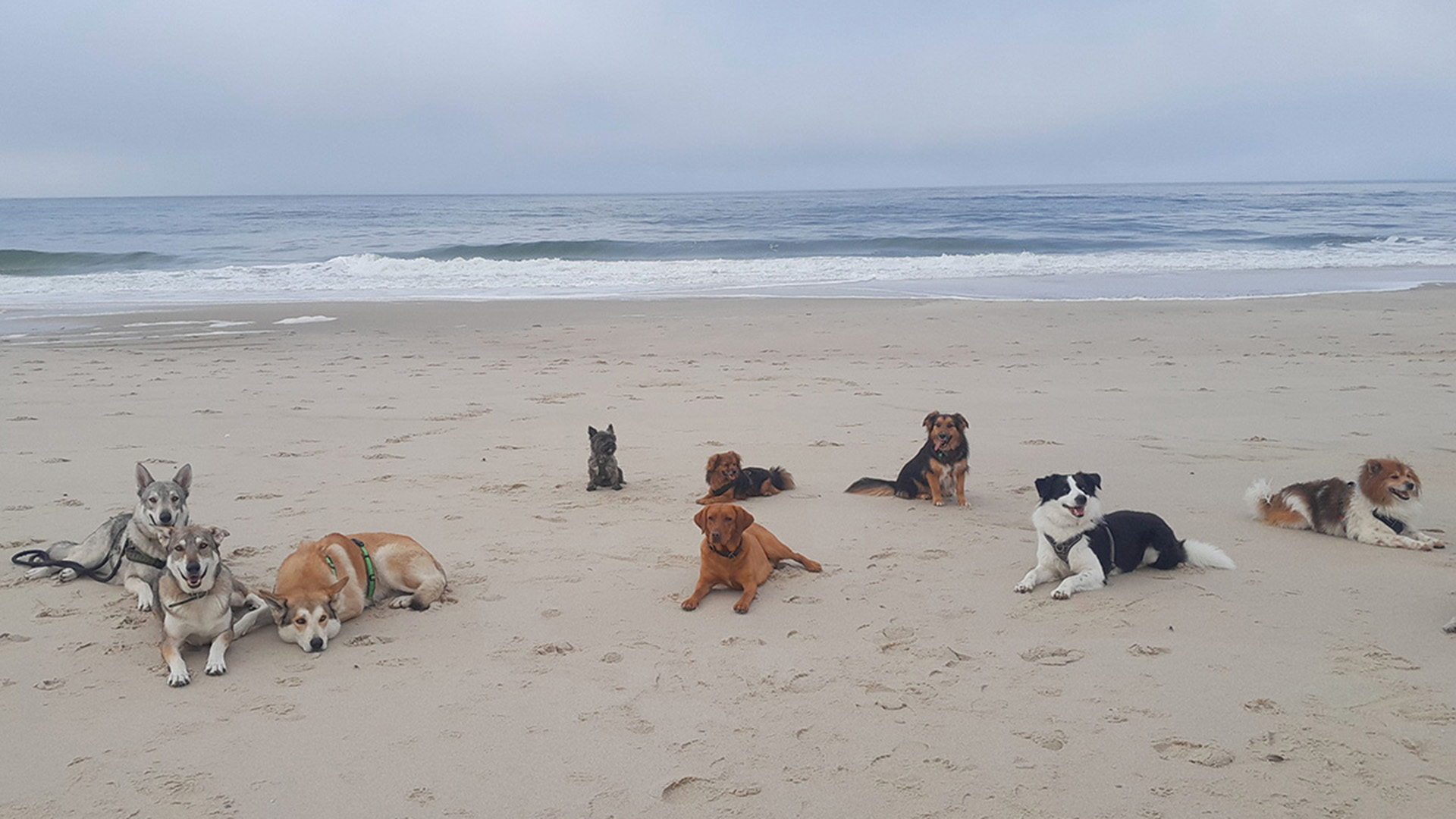 Wattwandern mit Hund Cuxhaven (2 Nächte) – Wattwandern mit Hund: Abenteuer im Sauerland!