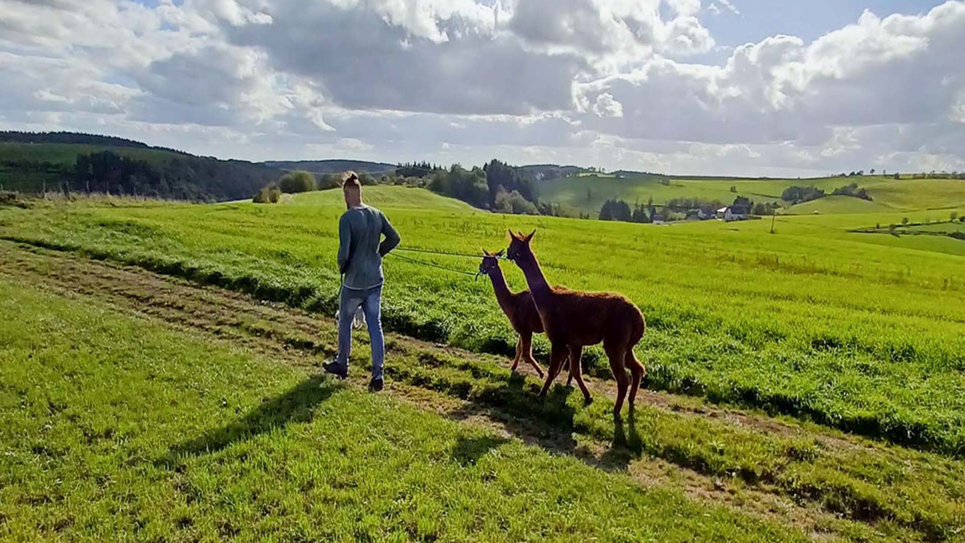 Alpakawanderung Plütscheid (2 Std.) – Mit Alpakas entschleunigt durch die Eifellandschaft