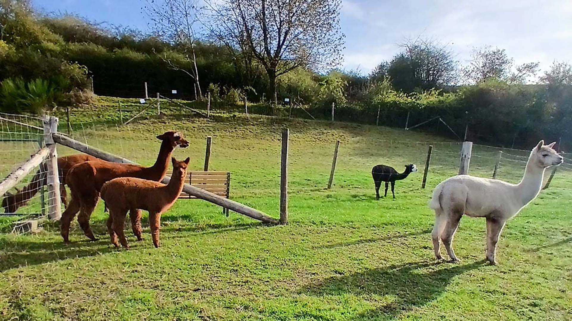 Alpakawanderung Plütscheid (2 Std.) Alpakawanderung Plütscheid (2 Std.)