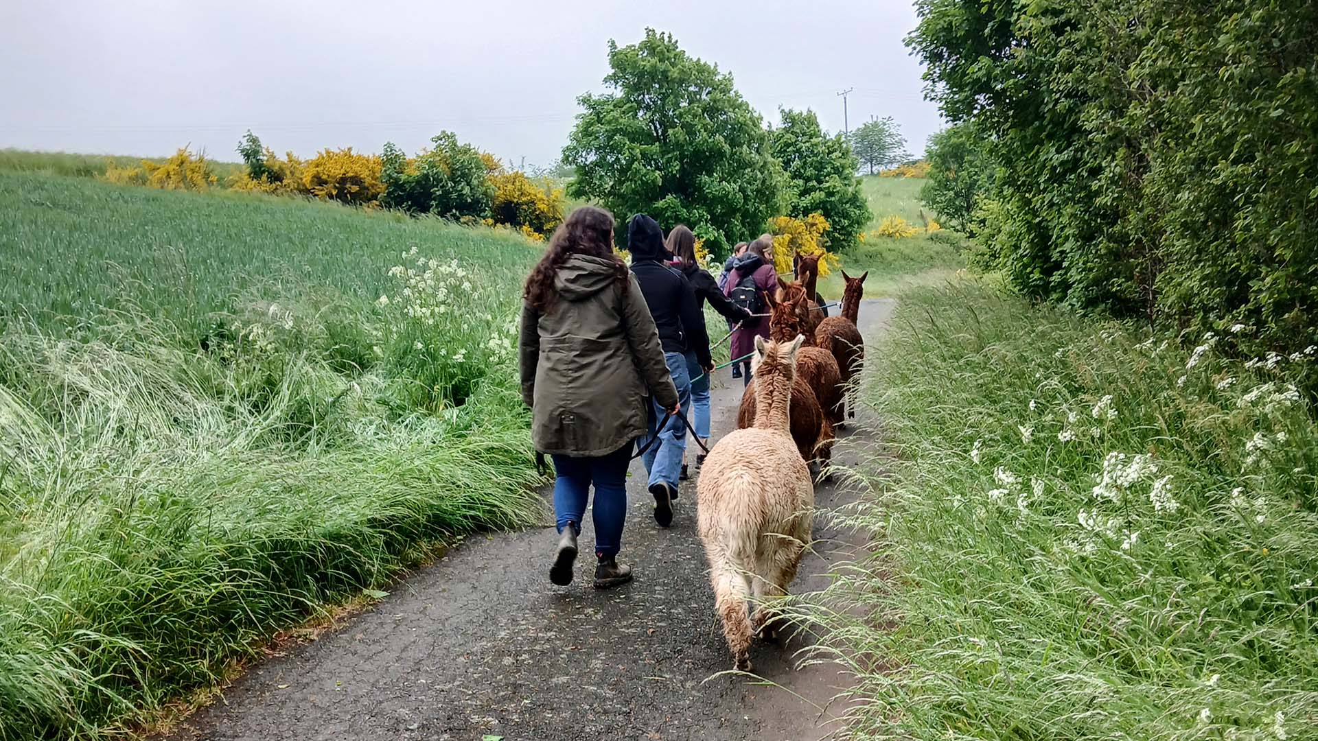 Alpaka-Trekking-Tour für 2 Plütscheid (6 Std.) – Mit Alpakas durchatmen: Natur erleben, Ruhe finden Alpaka-Trekking-Tour für 2 Plütscheid (6 Std.) – Mit Alpakas durchatmen: Natur erleben, Ruhe finden