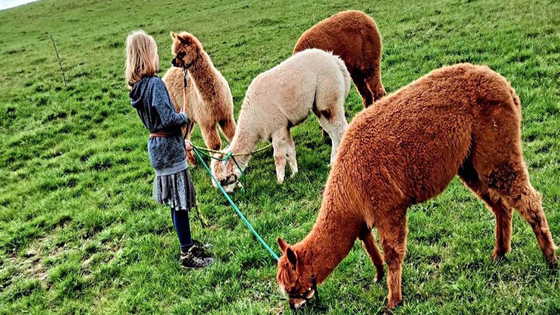 Alpakaerlebnis für Kinder Plütscheid – Mit Alpakas durchs Glück: Natur ganz nah Alpakaerlebnis für Kinder Plütscheid – Mit Alpakas durchs Glück: Natur ganz nah