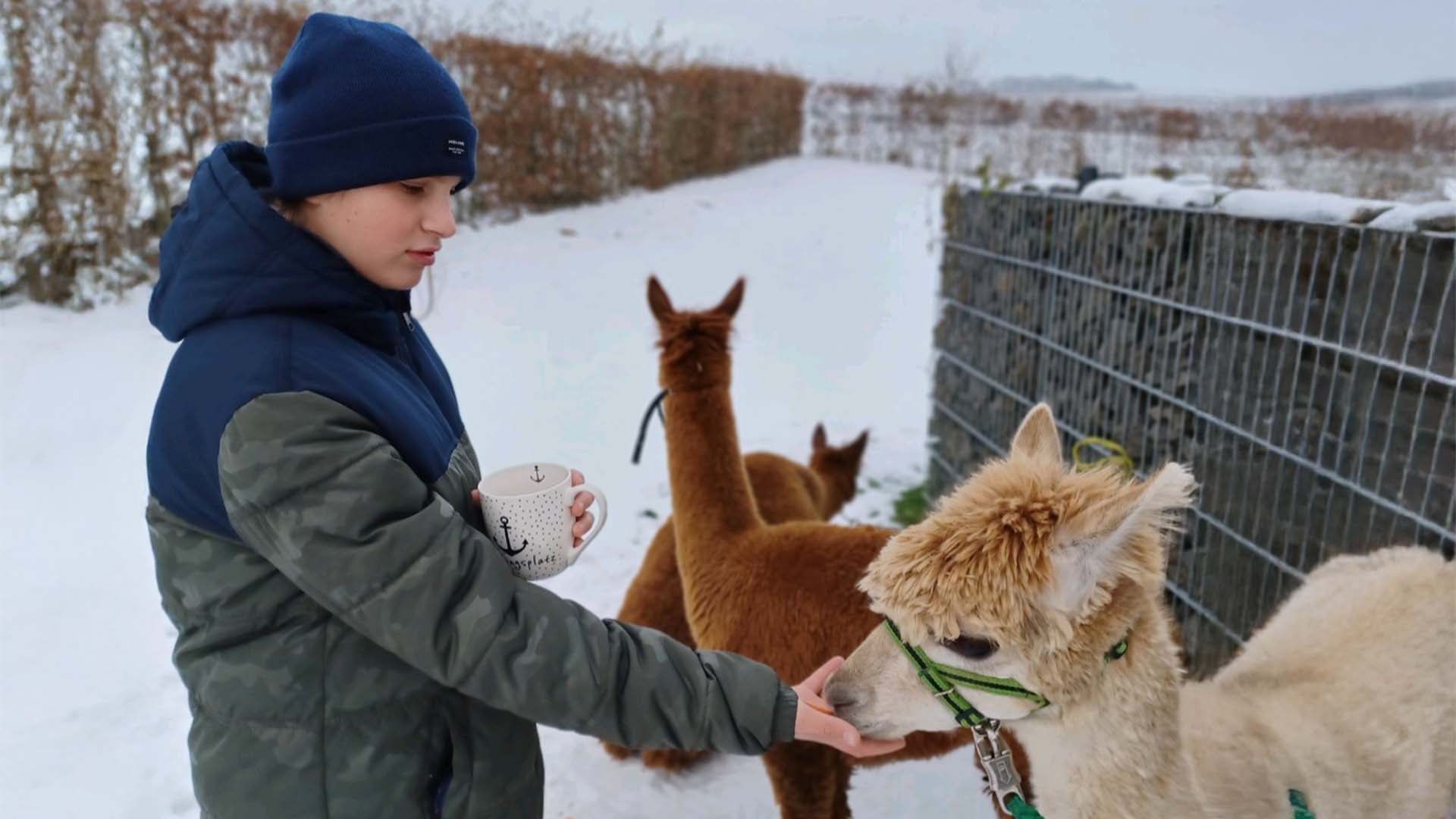 Alpakaerlebnis für Kinder Plütscheid Alpakaerlebnis für Kinder Plütscheid