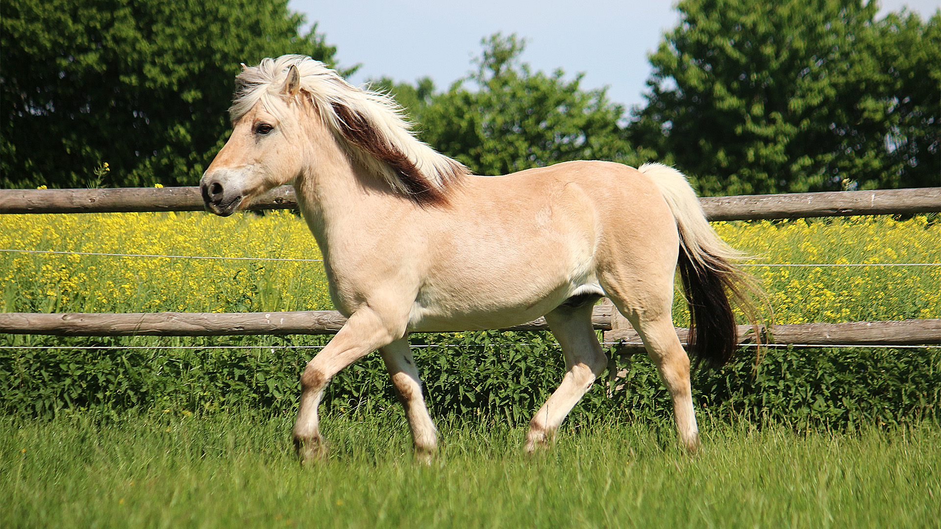 Reitkurse Reiturlaub Pferdemessen und Reitturniere