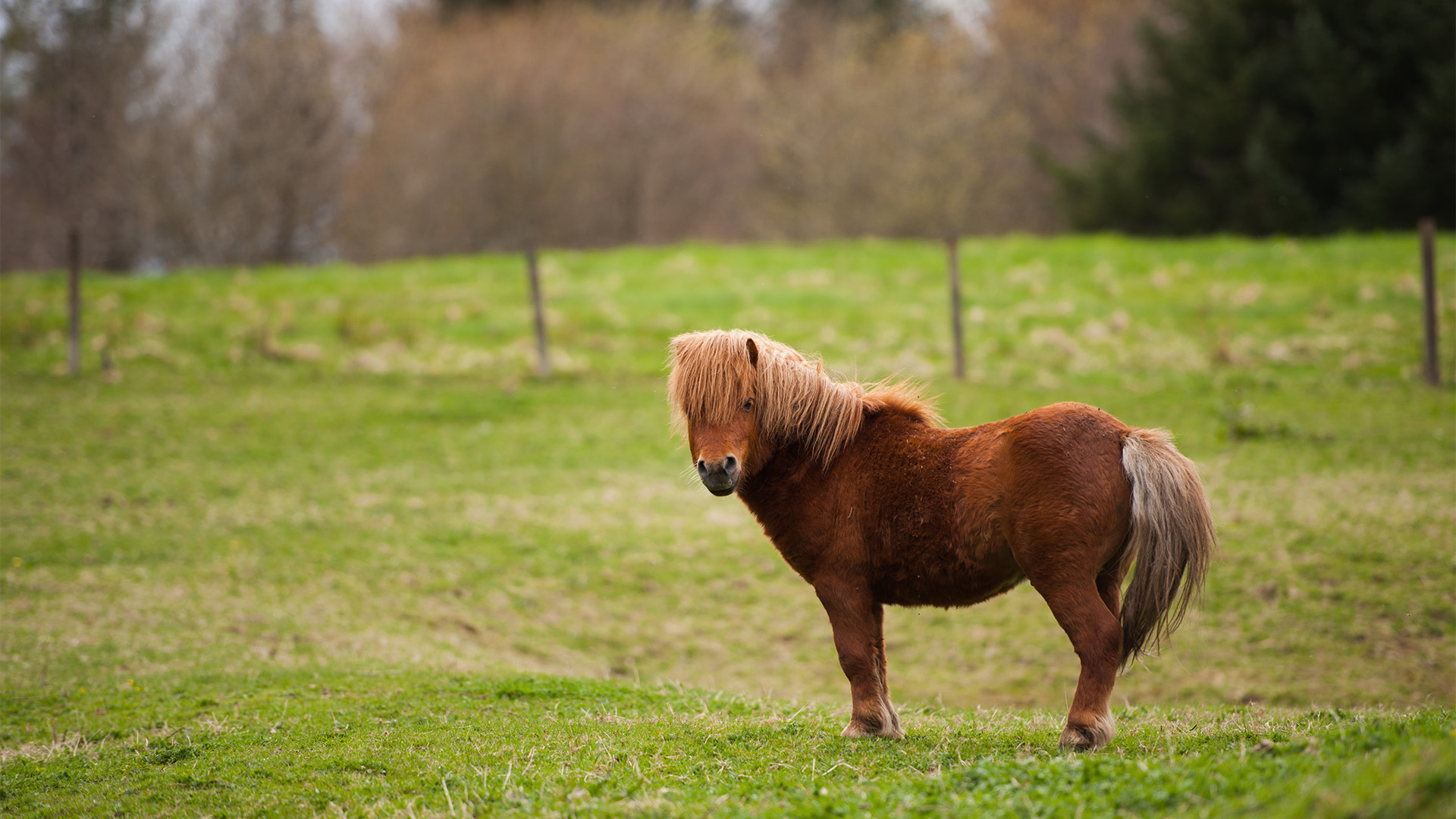 Pony Wanderung Taufkirchen