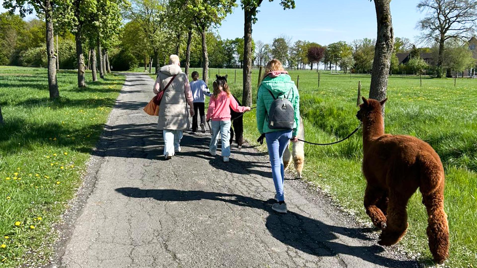 Alpaka Wanderung für 2 Ennigerloh – Jetzt erleben! Alpaka Wanderung für 2 Ennigerloh – Jetzt erleben!