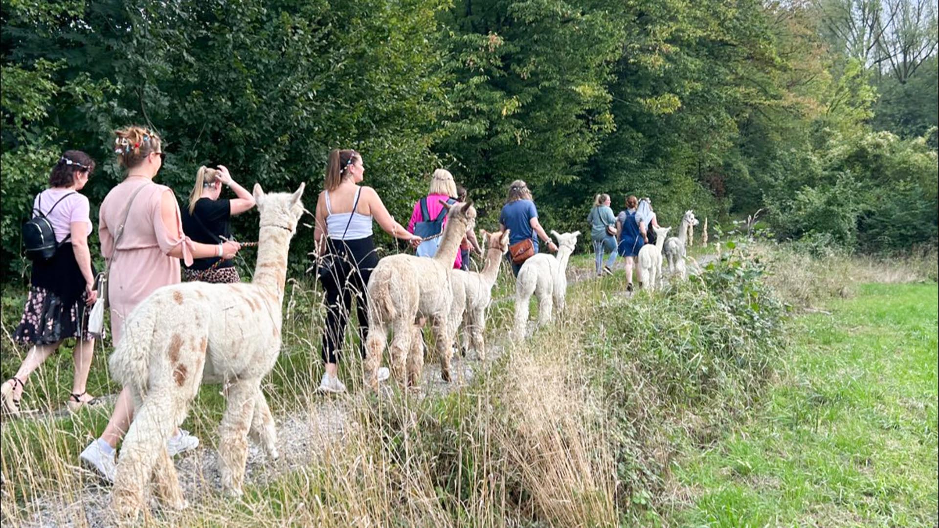 Single-Wanderung mit Alpakas – Alpaka-Abenteuer: Entschleunigung trifft Herzklopfen im Grünen in Ennigerloh