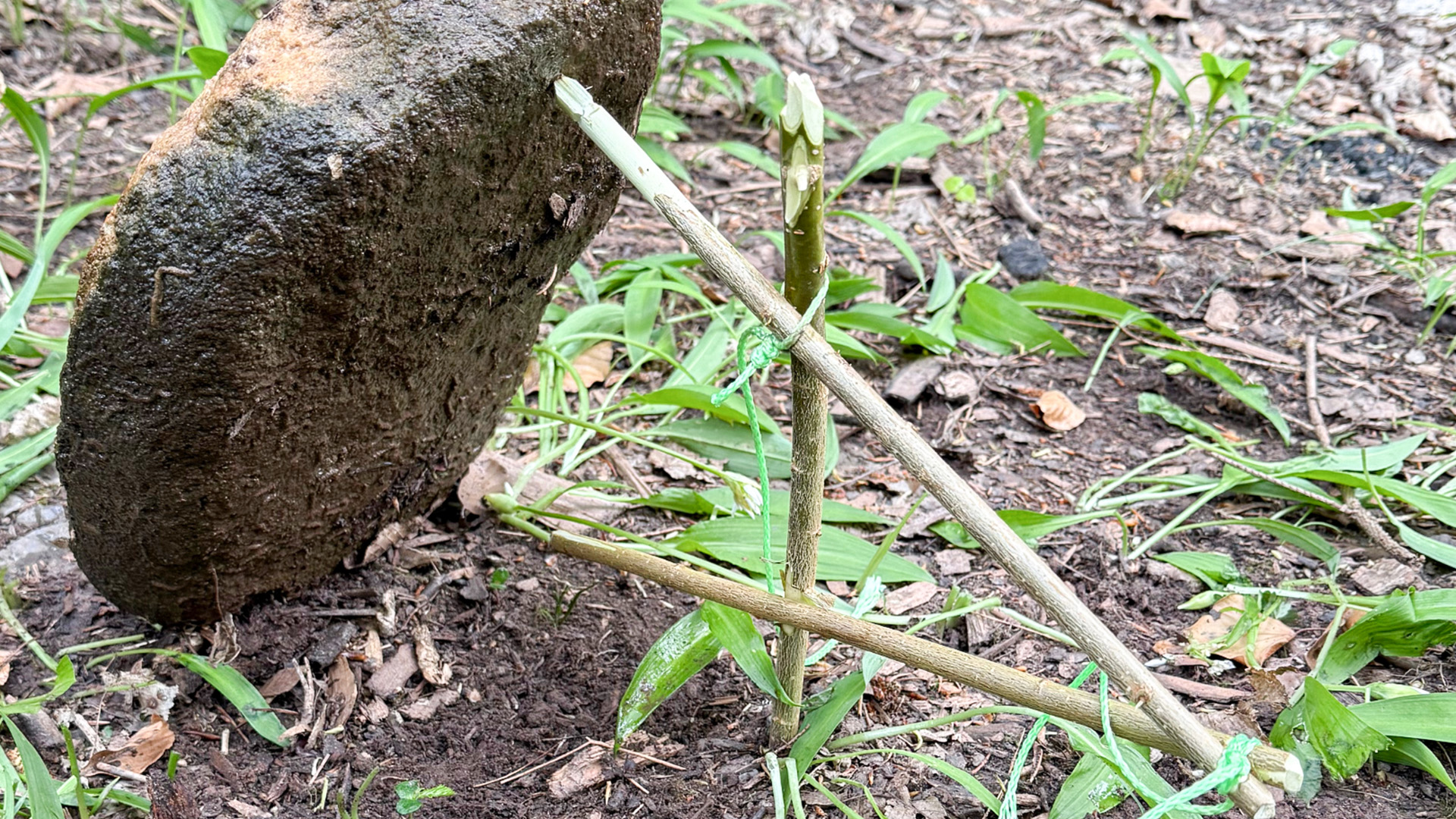 Survival Training Raum Stuttgart (Jagd- und Fallenbau) in Waldenbuch