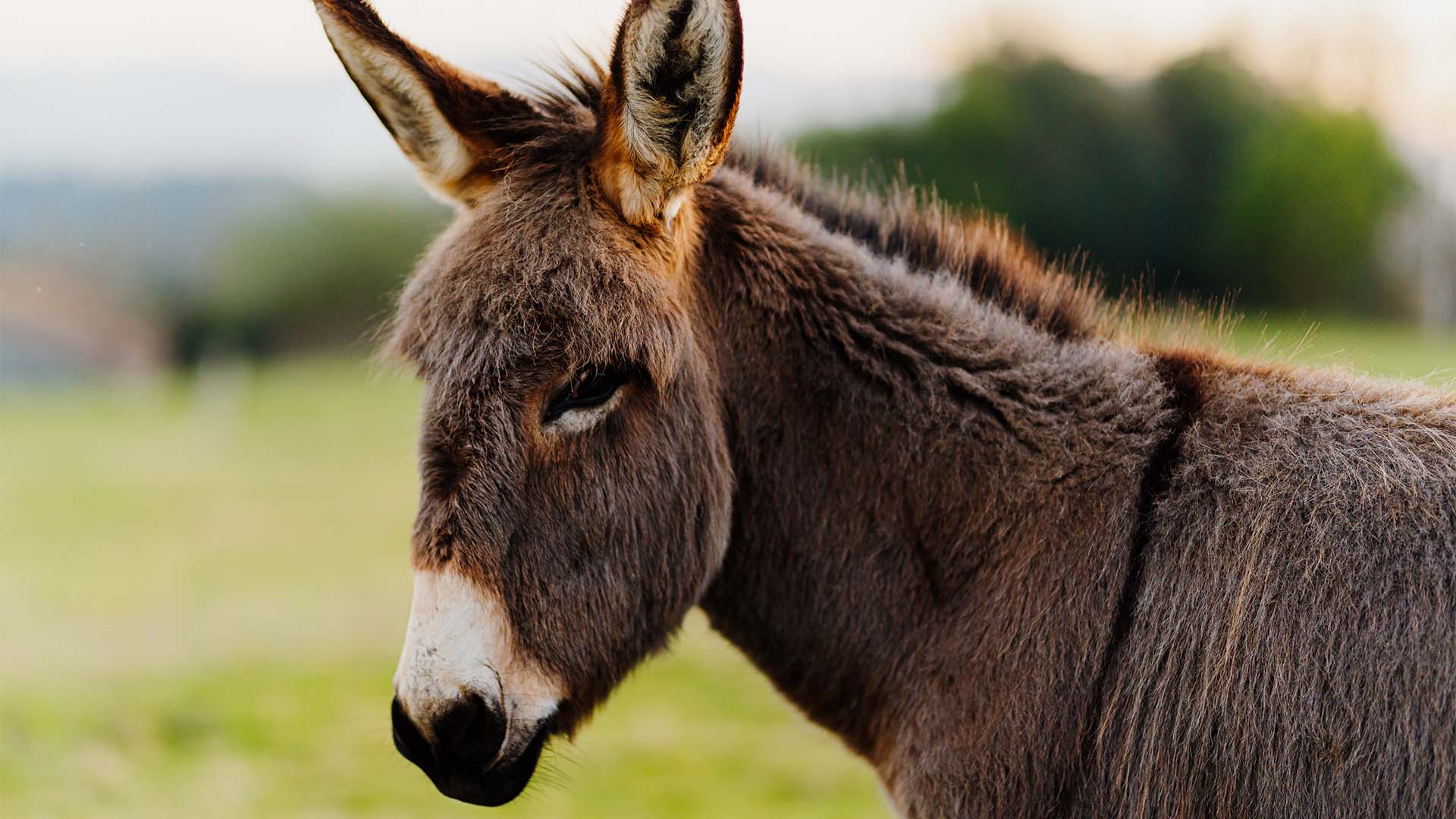 Ganzheitliches Stressmanagement mit Esel Birstein