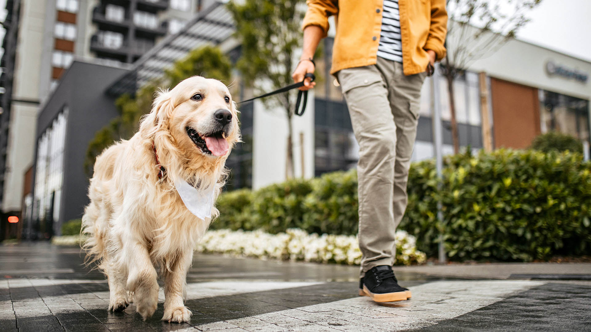 Städtetrip mit Hund Düsseldorf für 2 (1 Nacht)