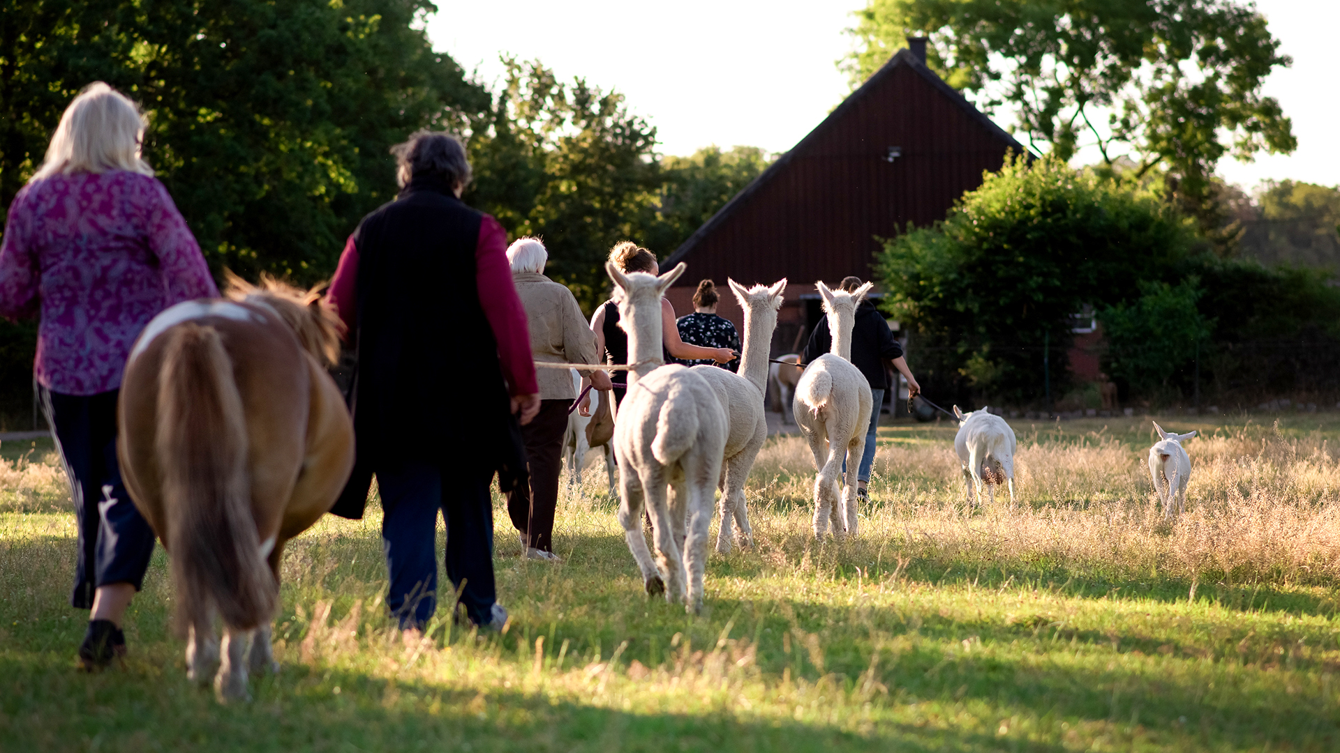 Alpaka Wanderung für 2 Münster