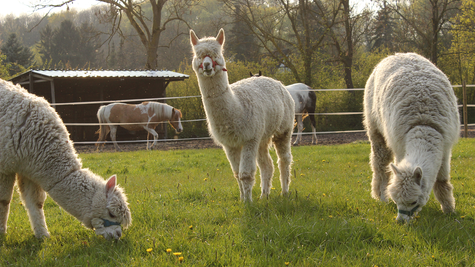 Alpaka Wanderung für 2 Münster