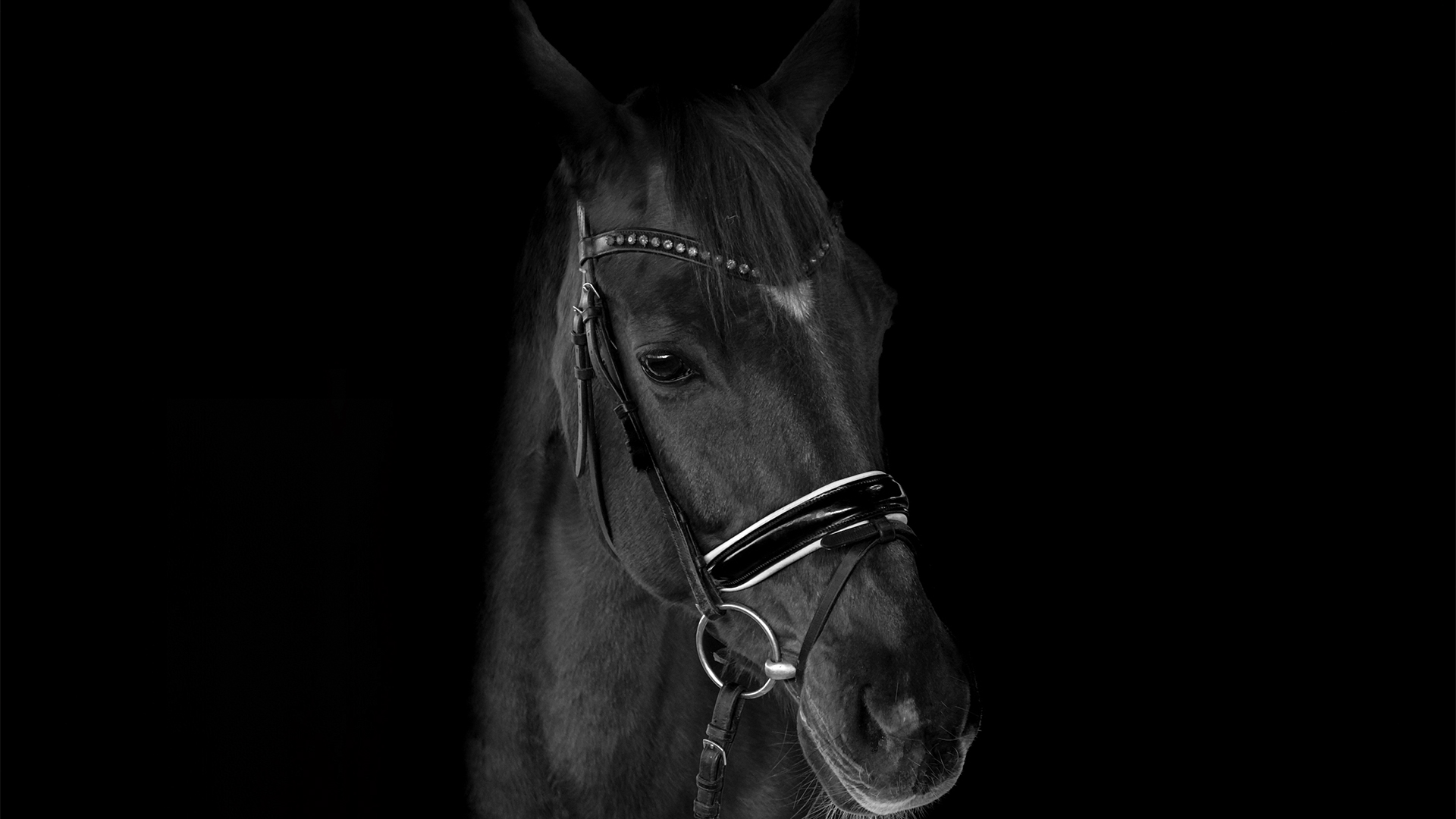 Tier Fotoshooting Linz