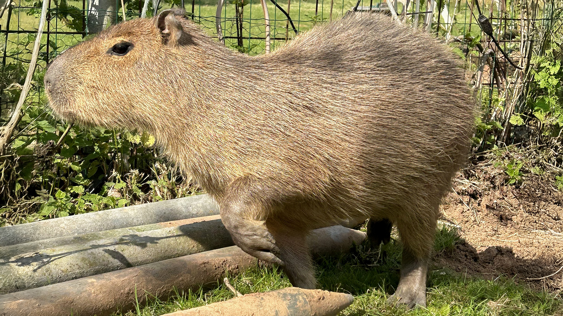 Capybara streicheln Wulften