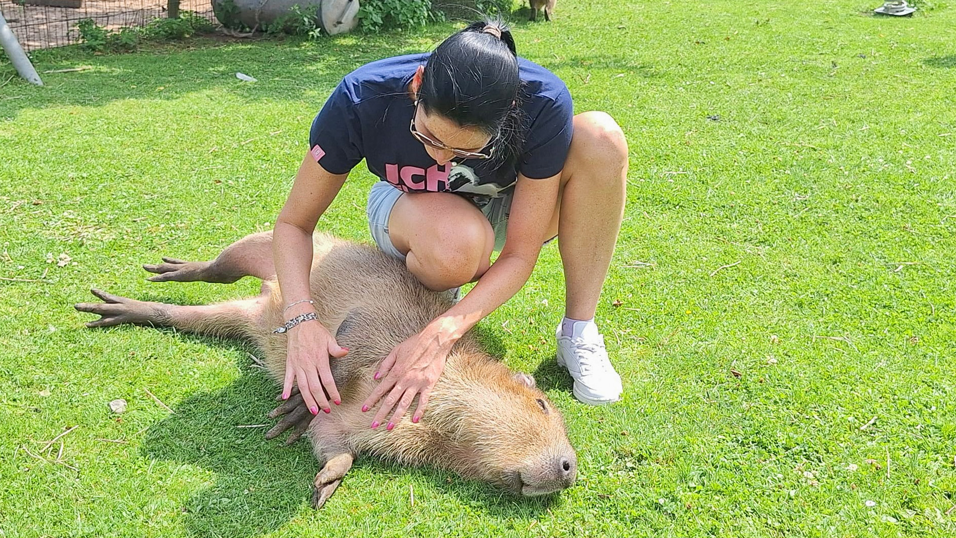 Capybara streicheln Wulften für 2