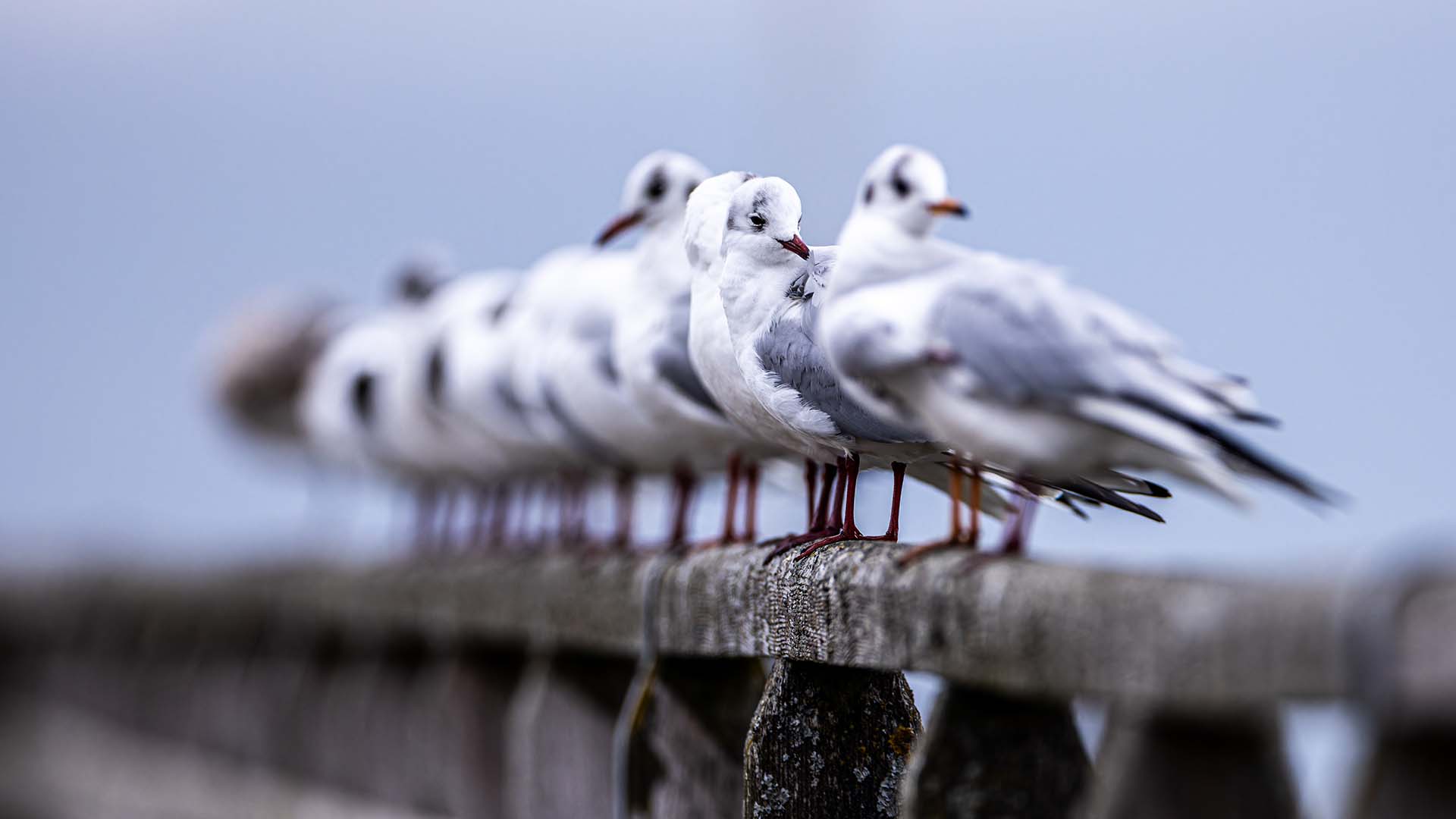 Fotografie Kurs Ammersee (Vögel und Natur)