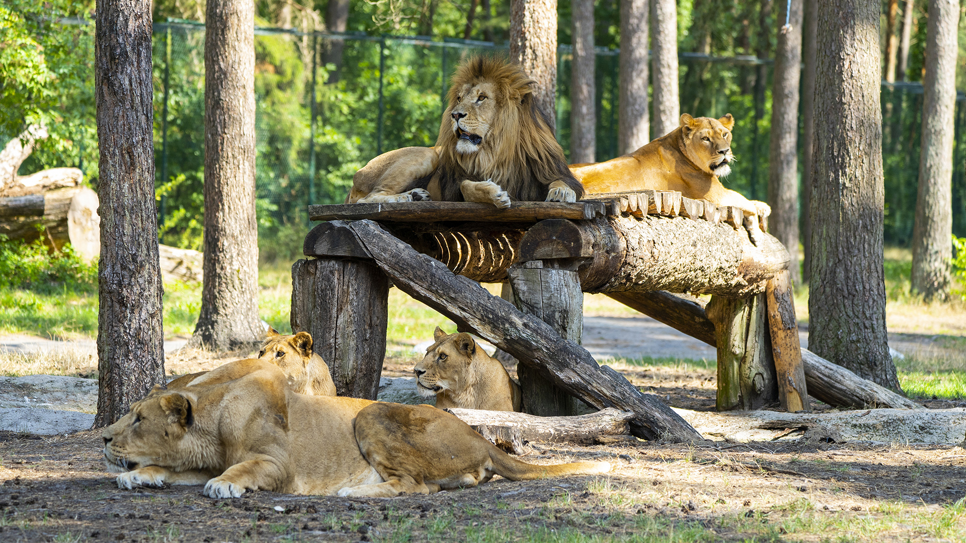 Außergewöhnlich Übernachten im Serengeti-Park für 2 (1 Nacht) in Hodenhagen