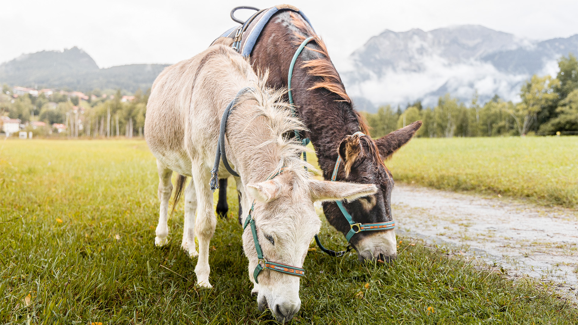 Eselwanderung für 2 Pfronten