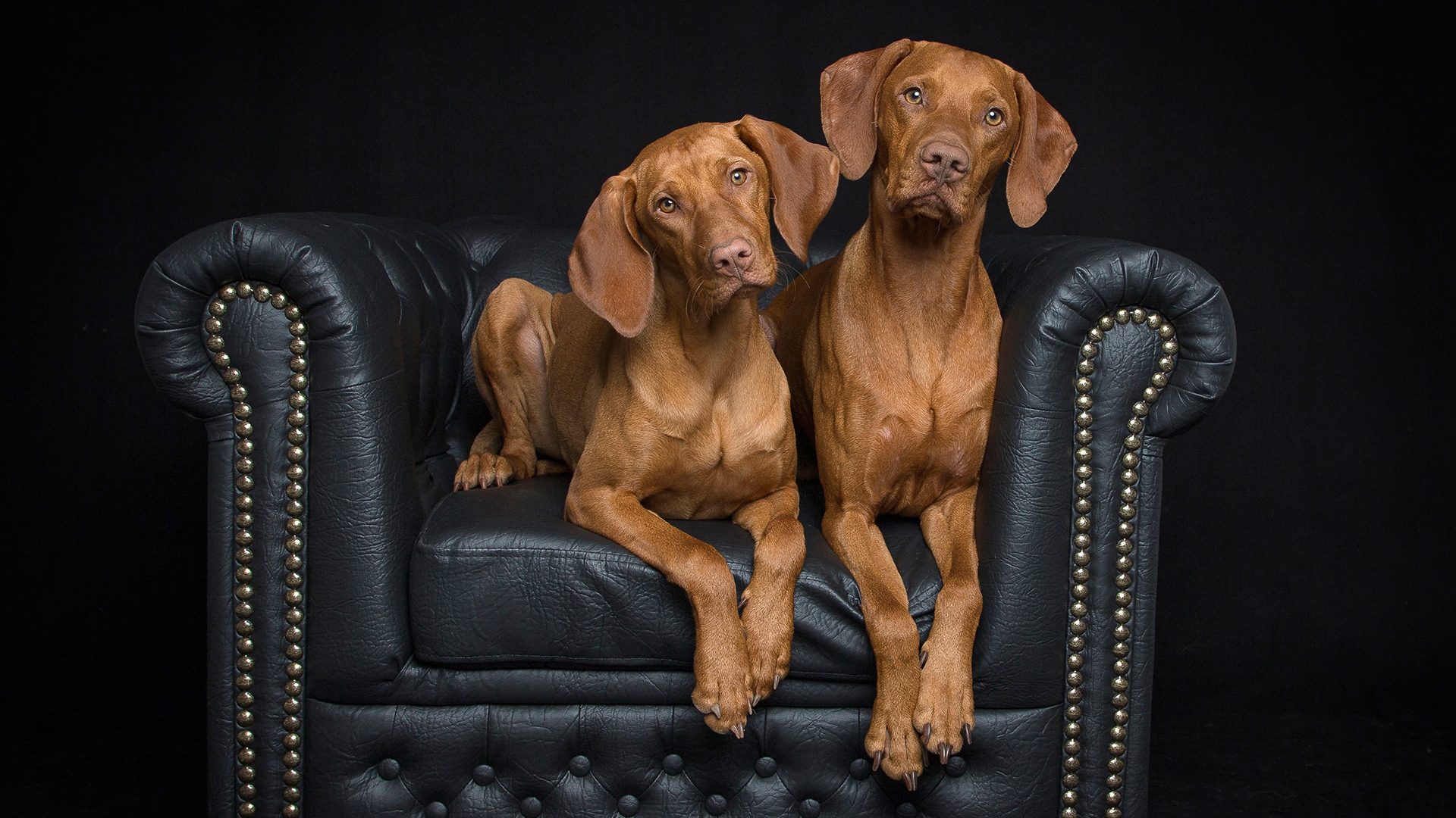 Hunde Fotoshooting Seevetal
