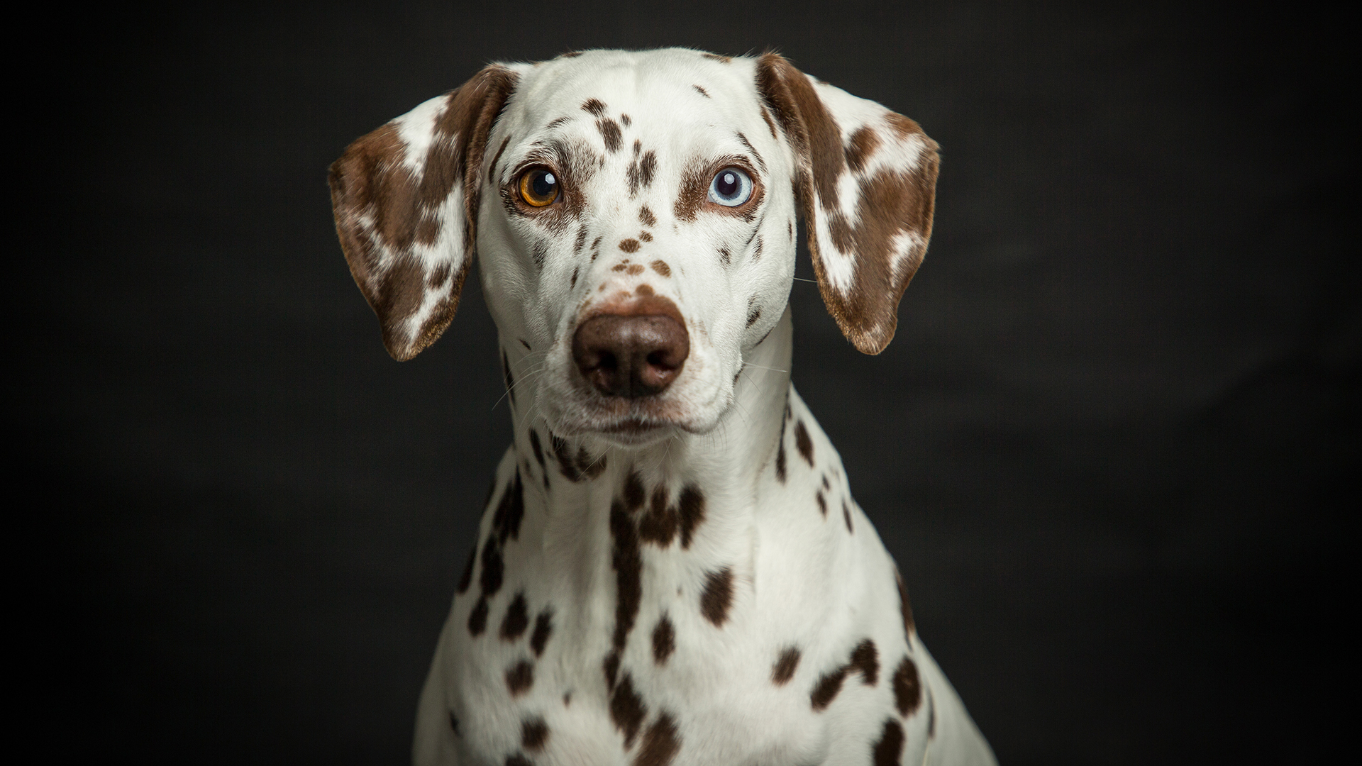 Hunde Fotoshooting Seevetal