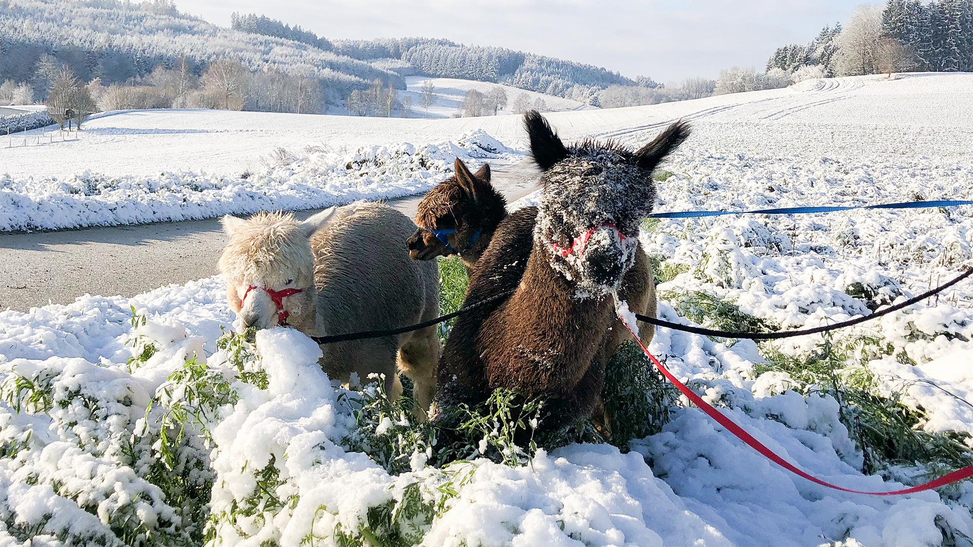 Exklusiver Alpakaspaziergang im Winter durch den Naturpark Augsburg