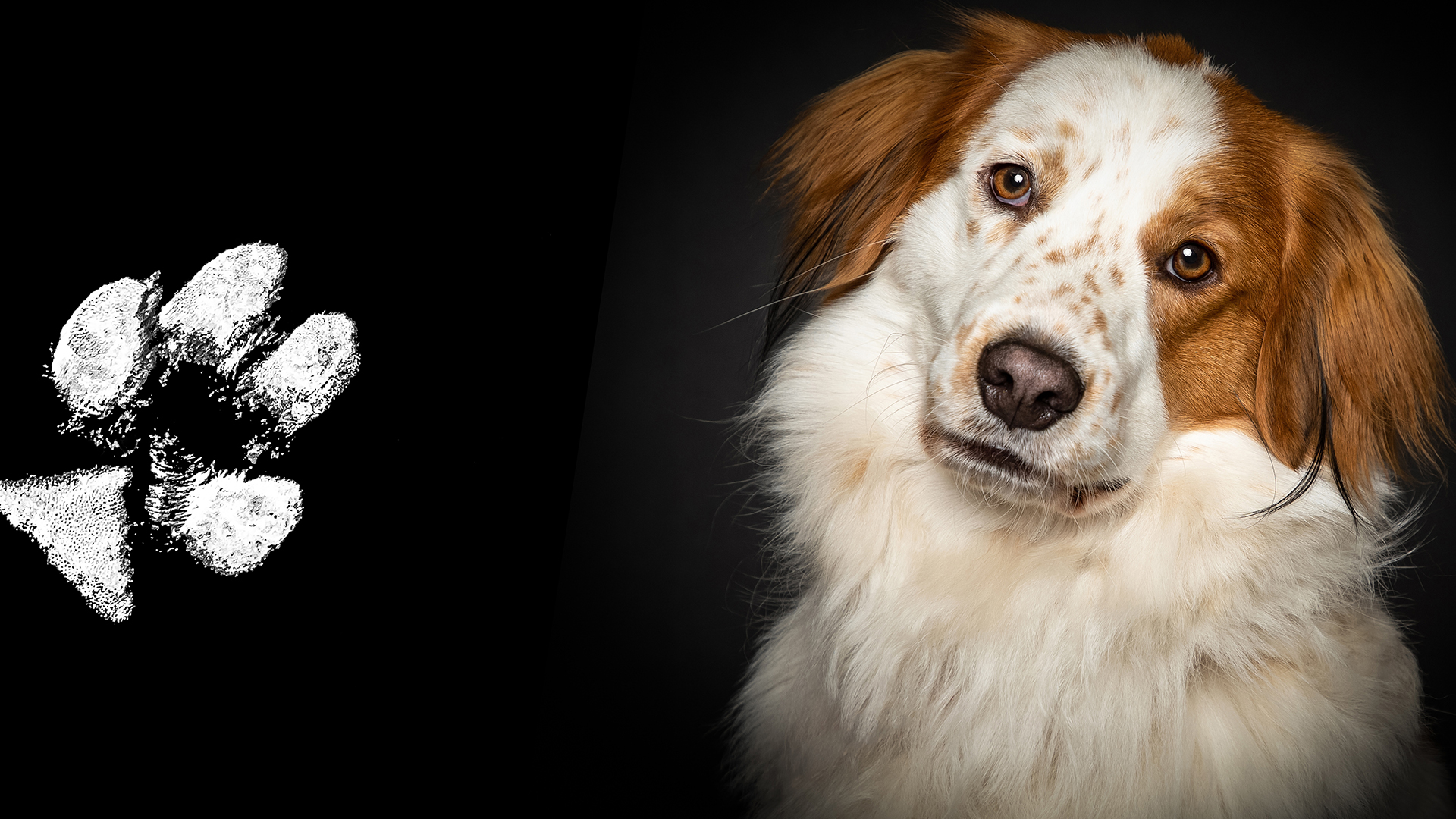 Pfotenabdruck Seevetal