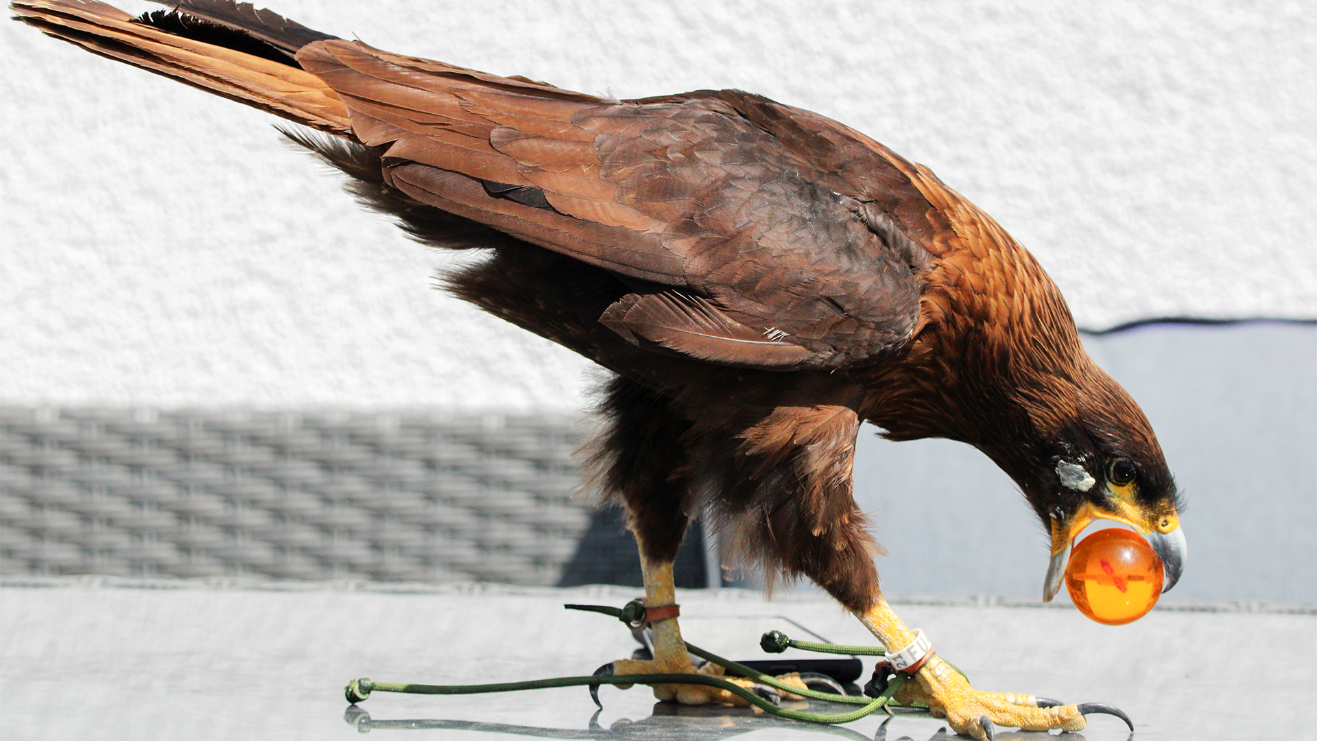 Spaziergang mit Greifvogel Pollhagen