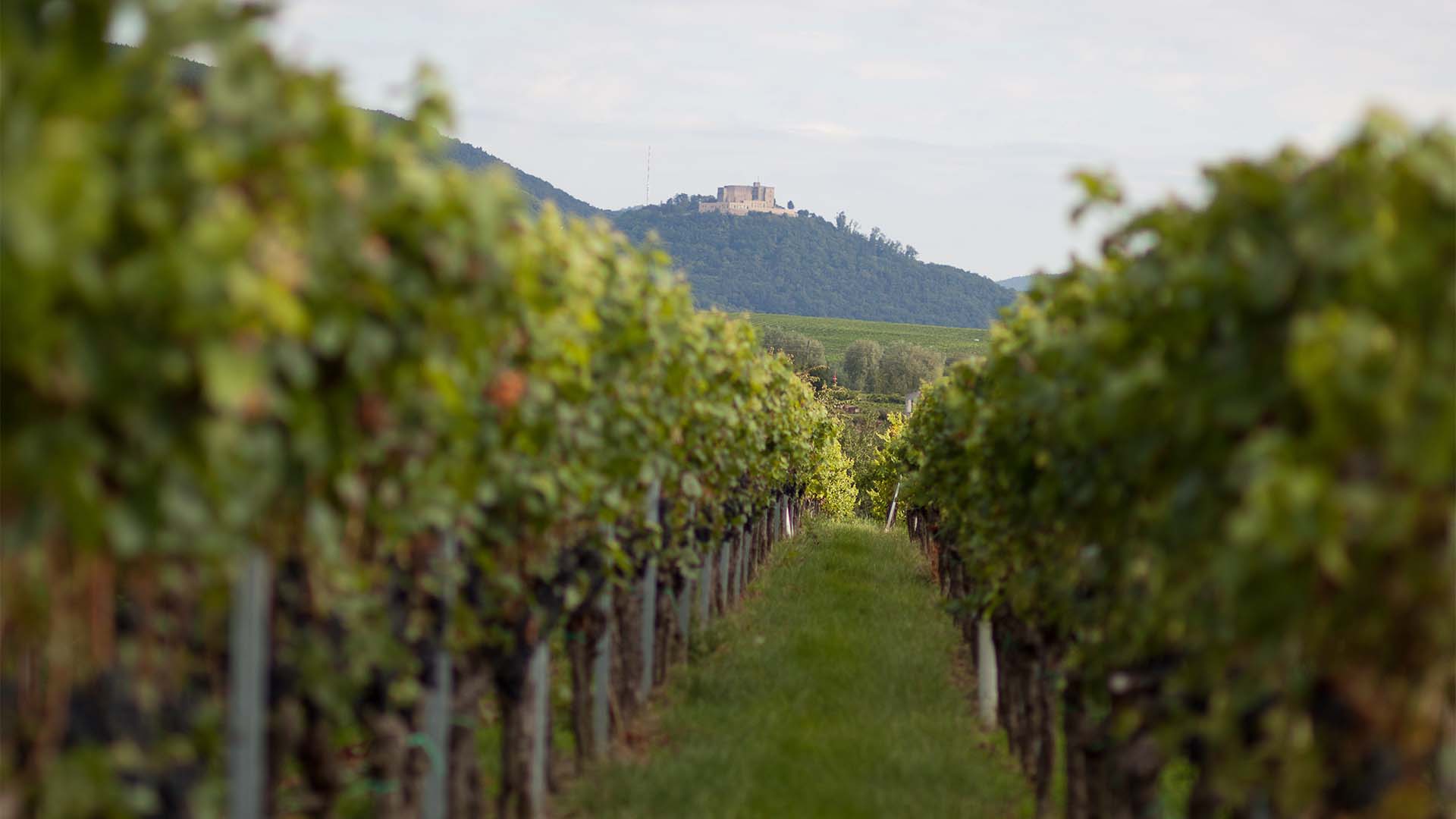 Wanderurlaub mit Weingut-Übernachtung in Rheinland-Pfalz für 2 (2 Nächte)