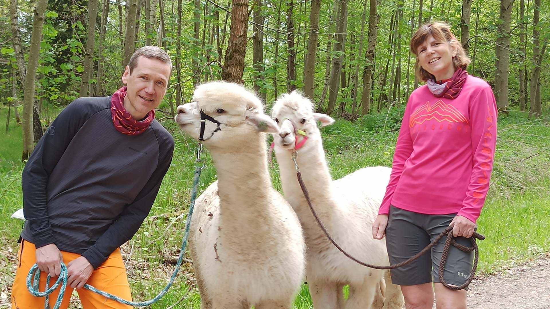 Alpaka Wanderung mit Picknick für 2 Waldenbuch
