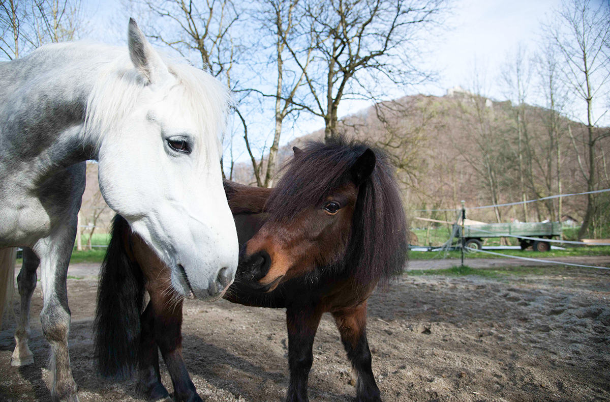 Pony Wanderung Bad Urach - Mit dem Pony ... Pony Wanderung Bad Urach - Mit dem Pony ...