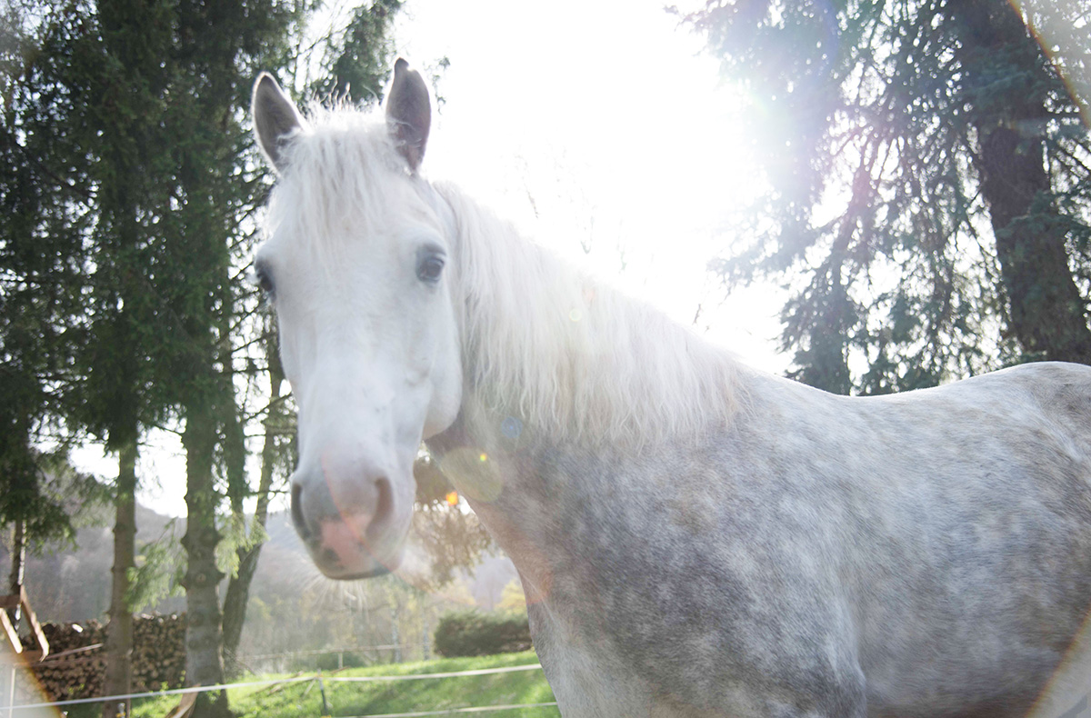 Pony Wanderung Bad Urach - Mit dem Pony ... Pony Wanderung Bad Urach - Mit dem Pony ...