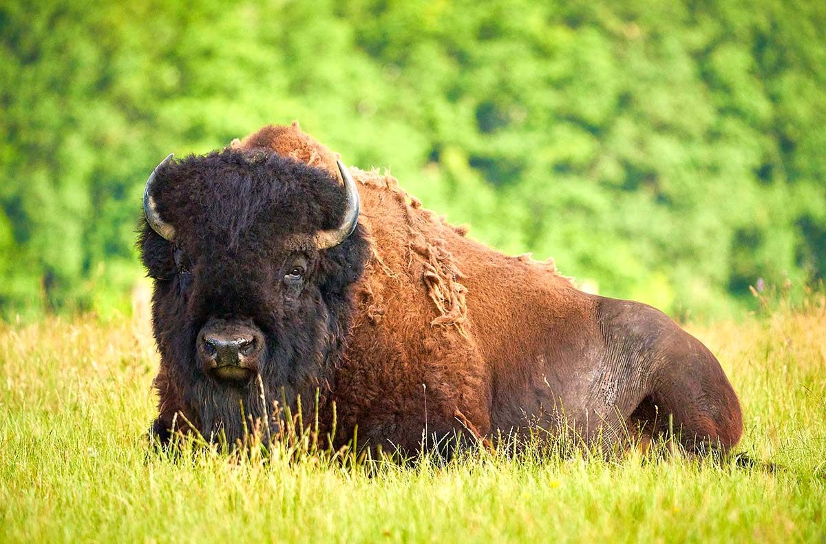 Bison Erlebnistag Wermsdorf