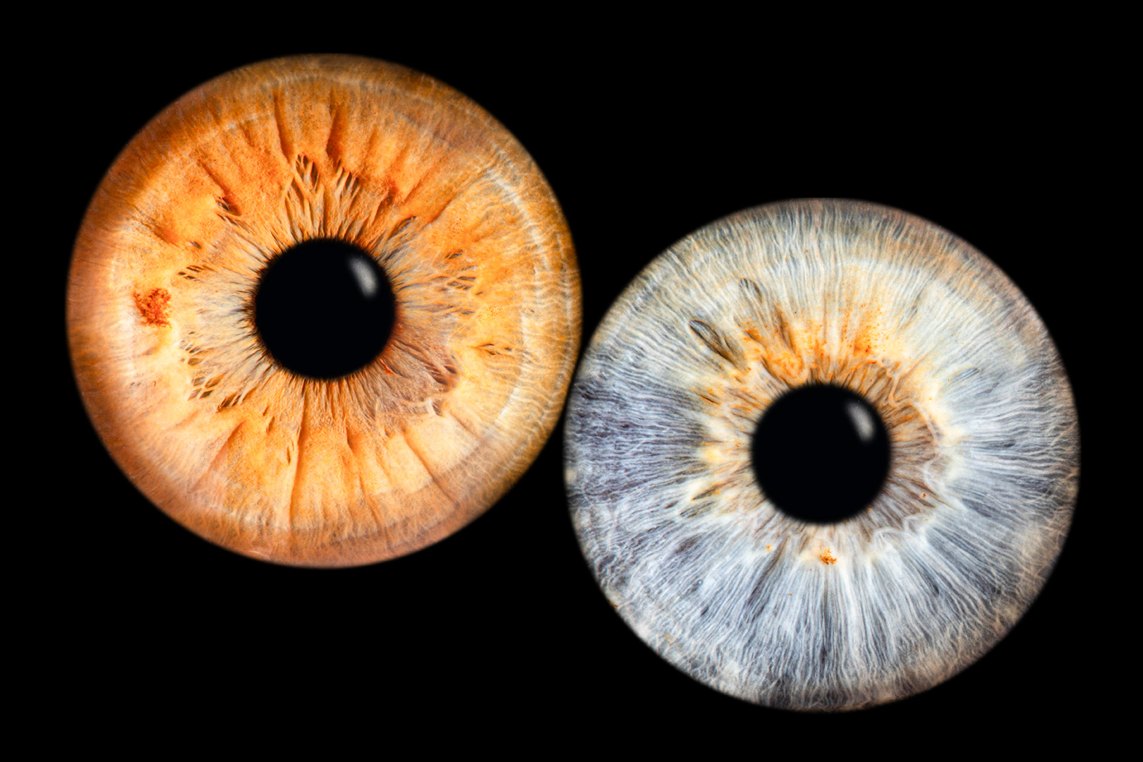 Iris Fotoshooting Compostion Haiger