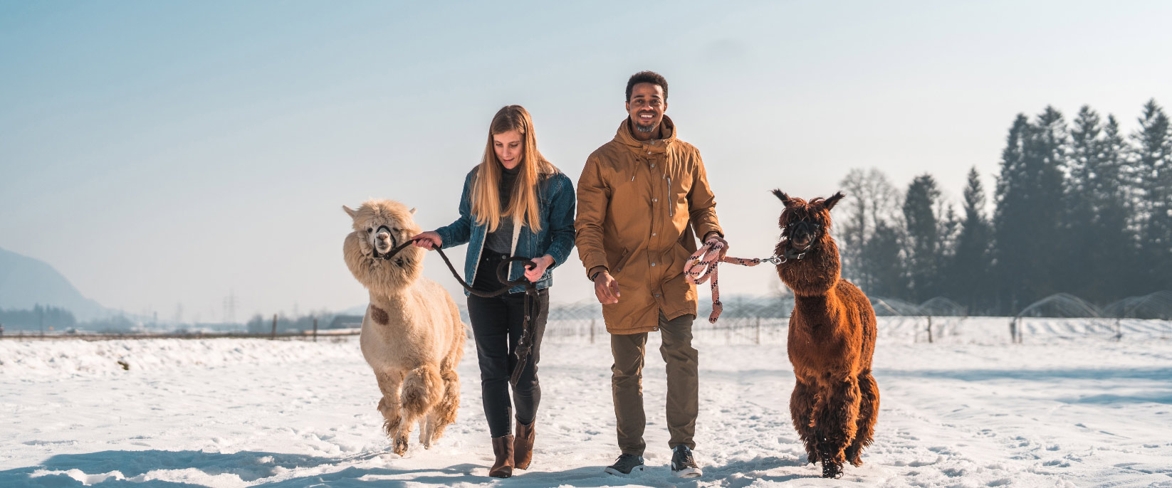 Alpaka Wanderung
