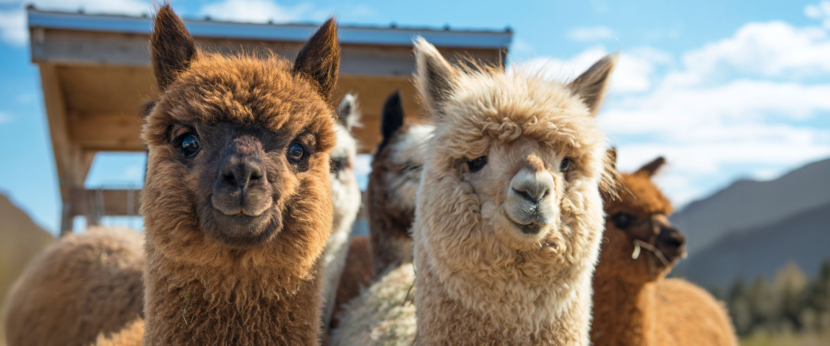 Alpaka Wanderungen