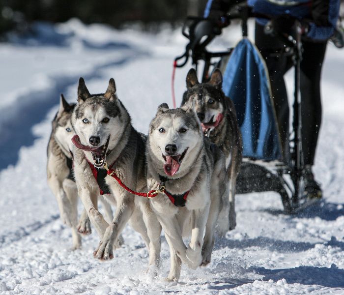 Erlebnisse mit Tieren