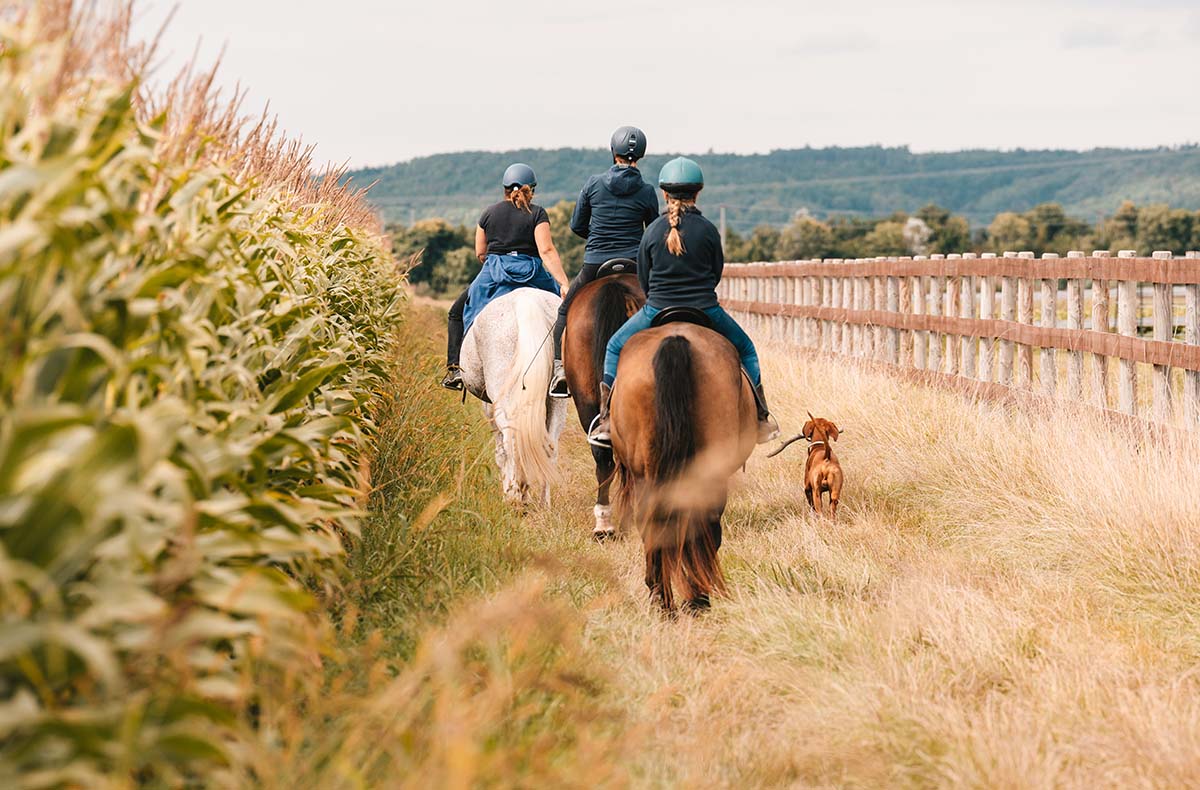 Wanderreiten Kapelln - Wanderreiten in Kapelln: Natur spüren, Freiheit erleben Wanderreiten Kapelln - Wanderreiten in Kapelln: Natur spüren, Freiheit erleben