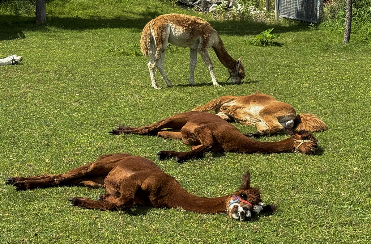 Alpaka Auszeit Übersee - Alpaka Auszeit in Übersee erleben