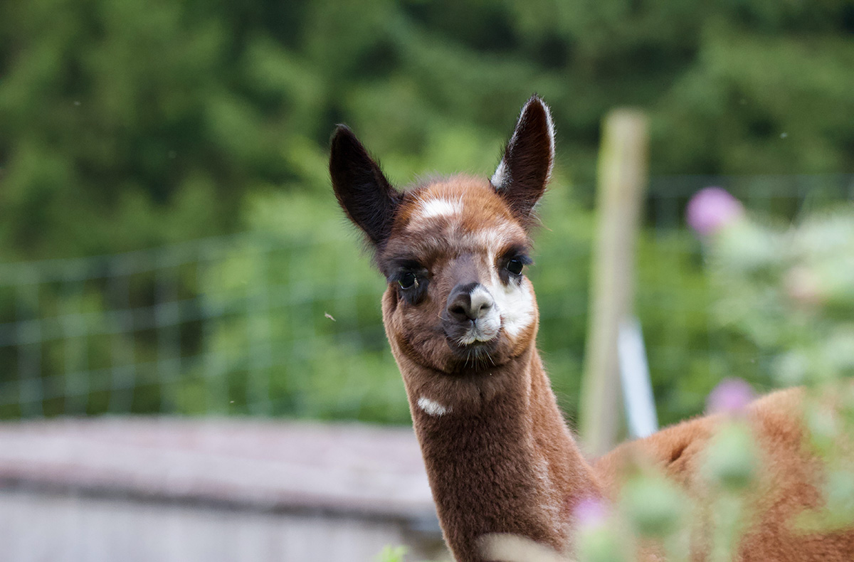 Alpaka Erlebnis Neckargerach Alpaka Erlebnis Neckargerach